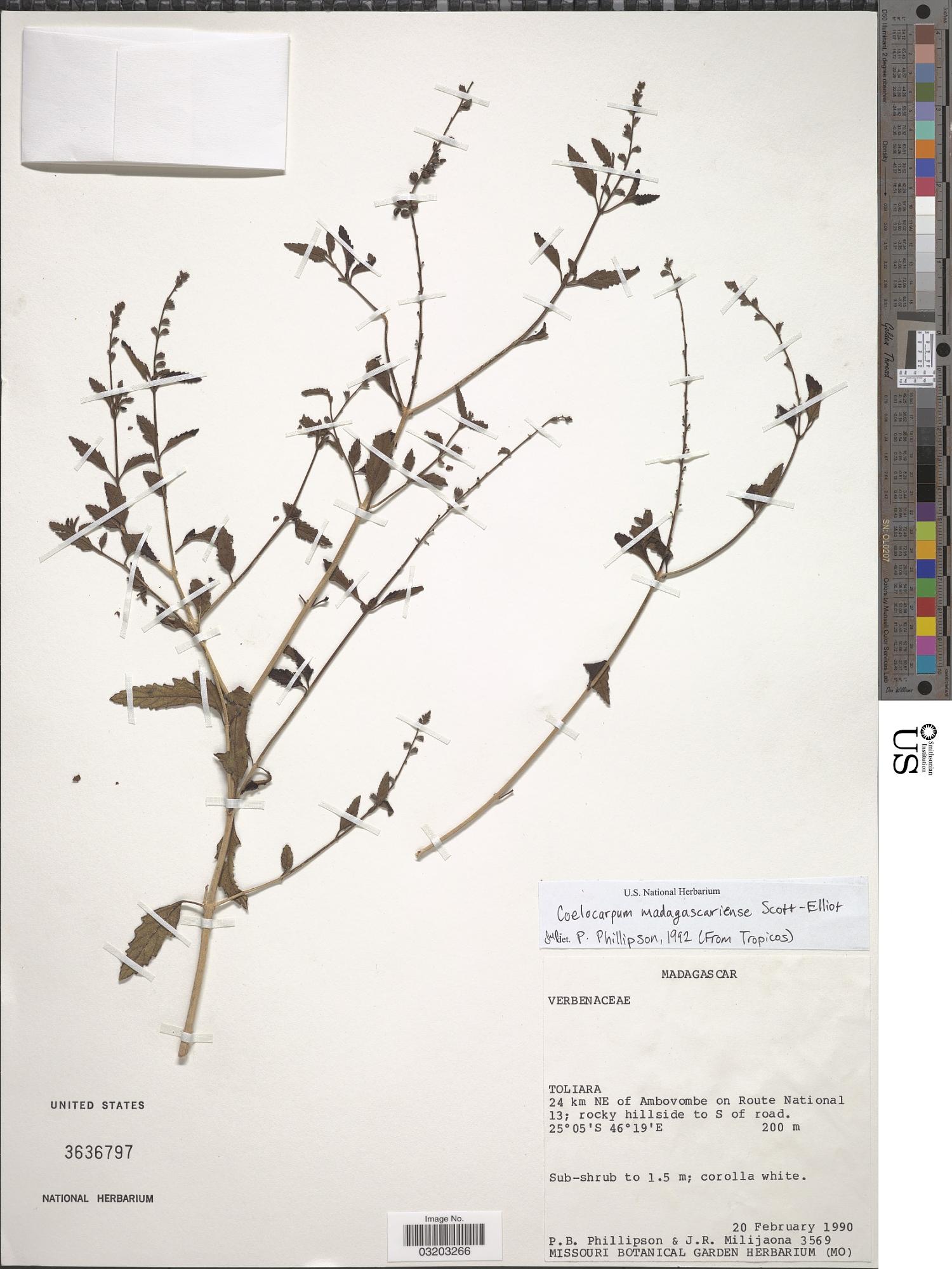 Coelocarpum madagascariensis