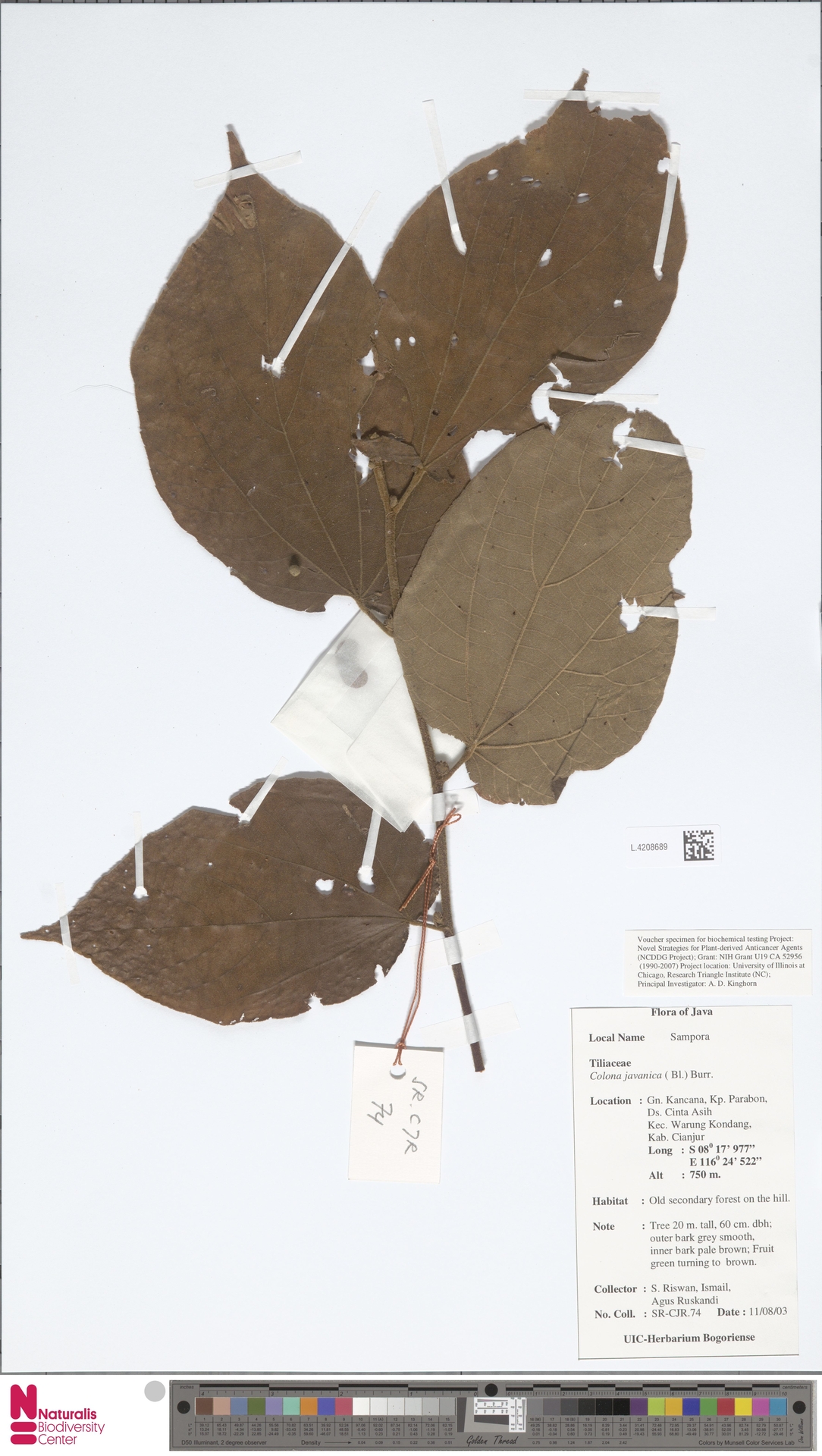 Colona javanica