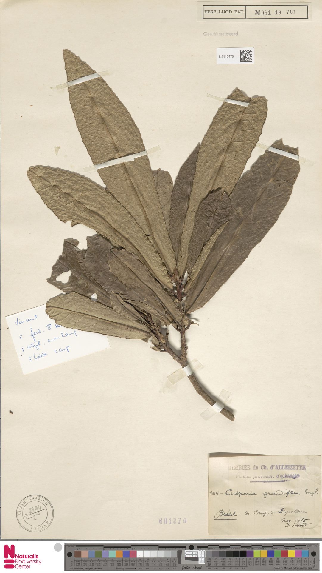 Conchocarpus grandiflorus