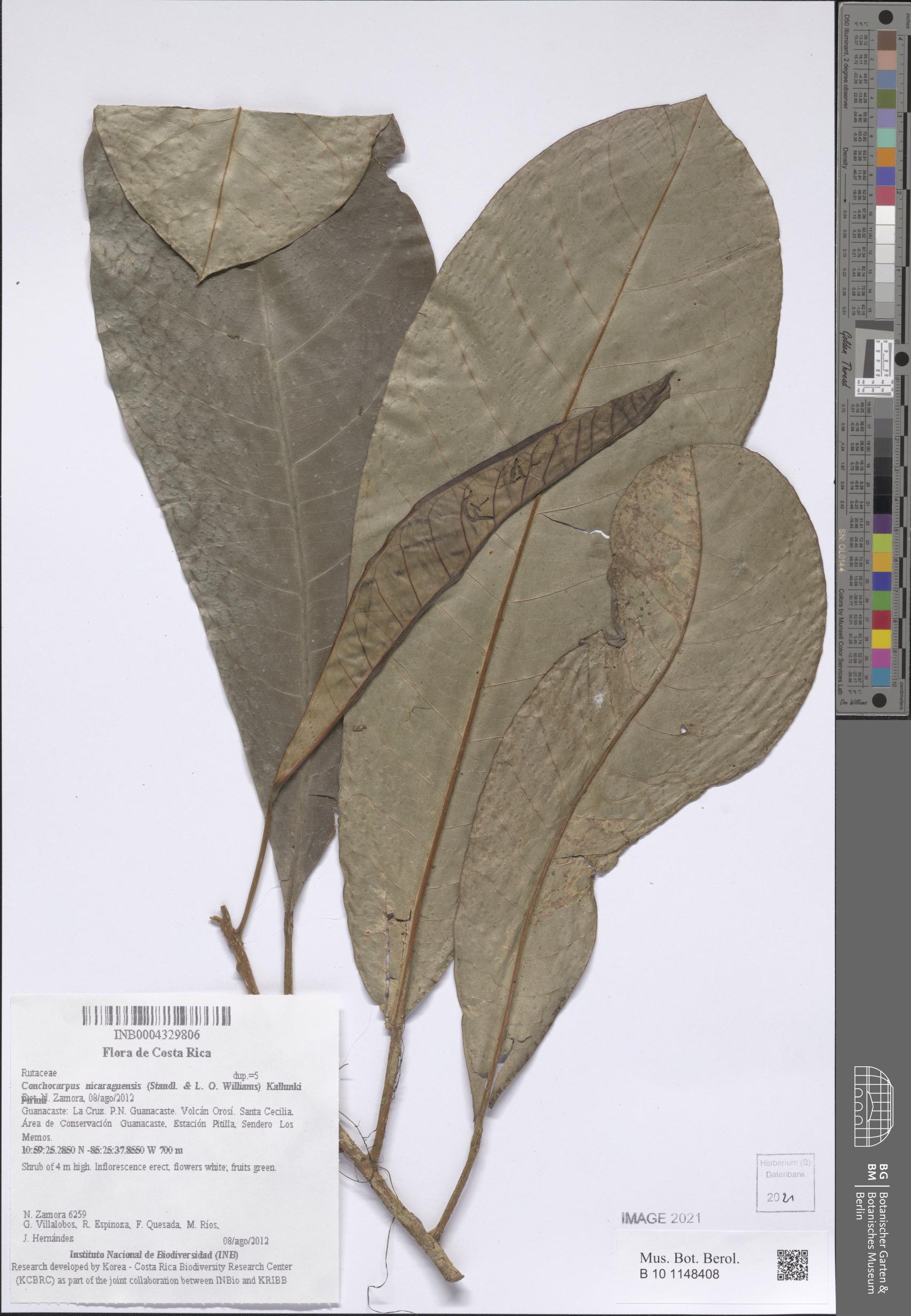 Conchocarpus nicaraguensis