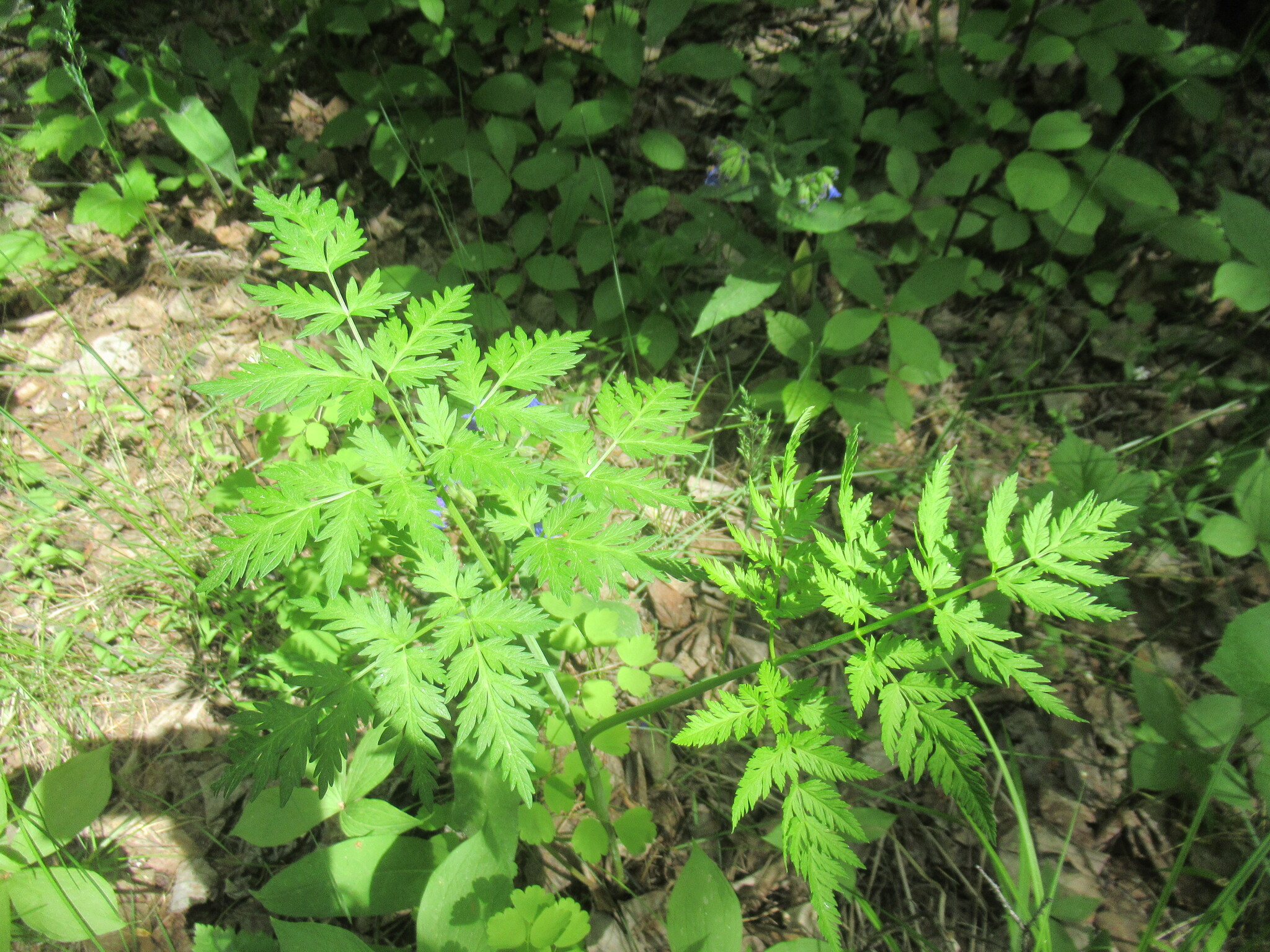 Conioselinum tataricum