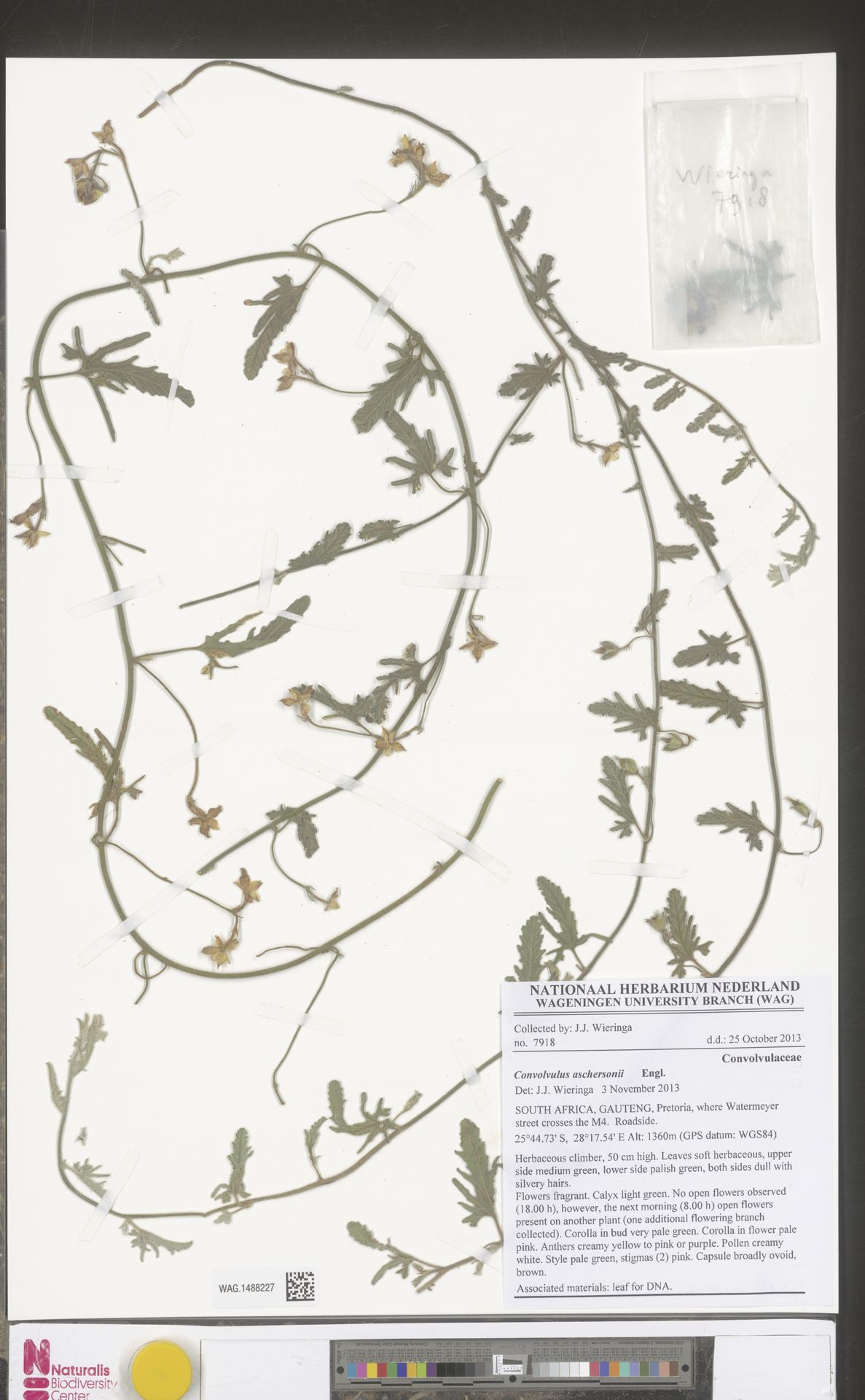 Convolvulus aschersonii