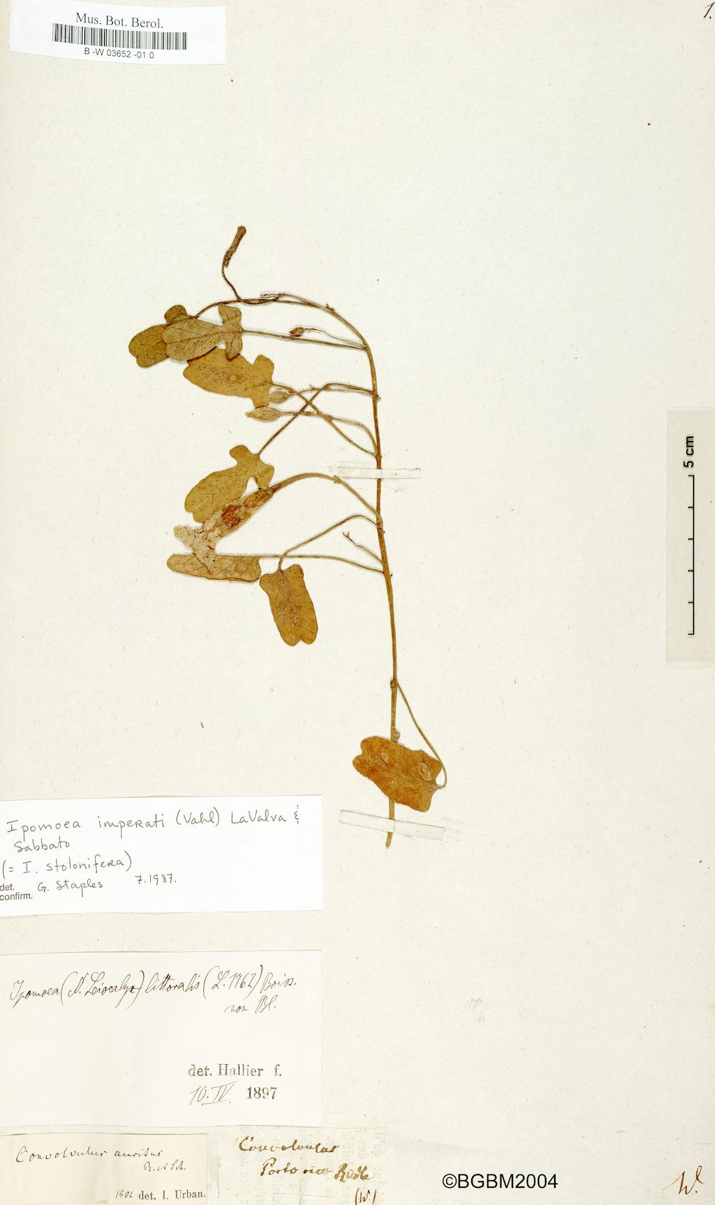 Convolvulus auritus