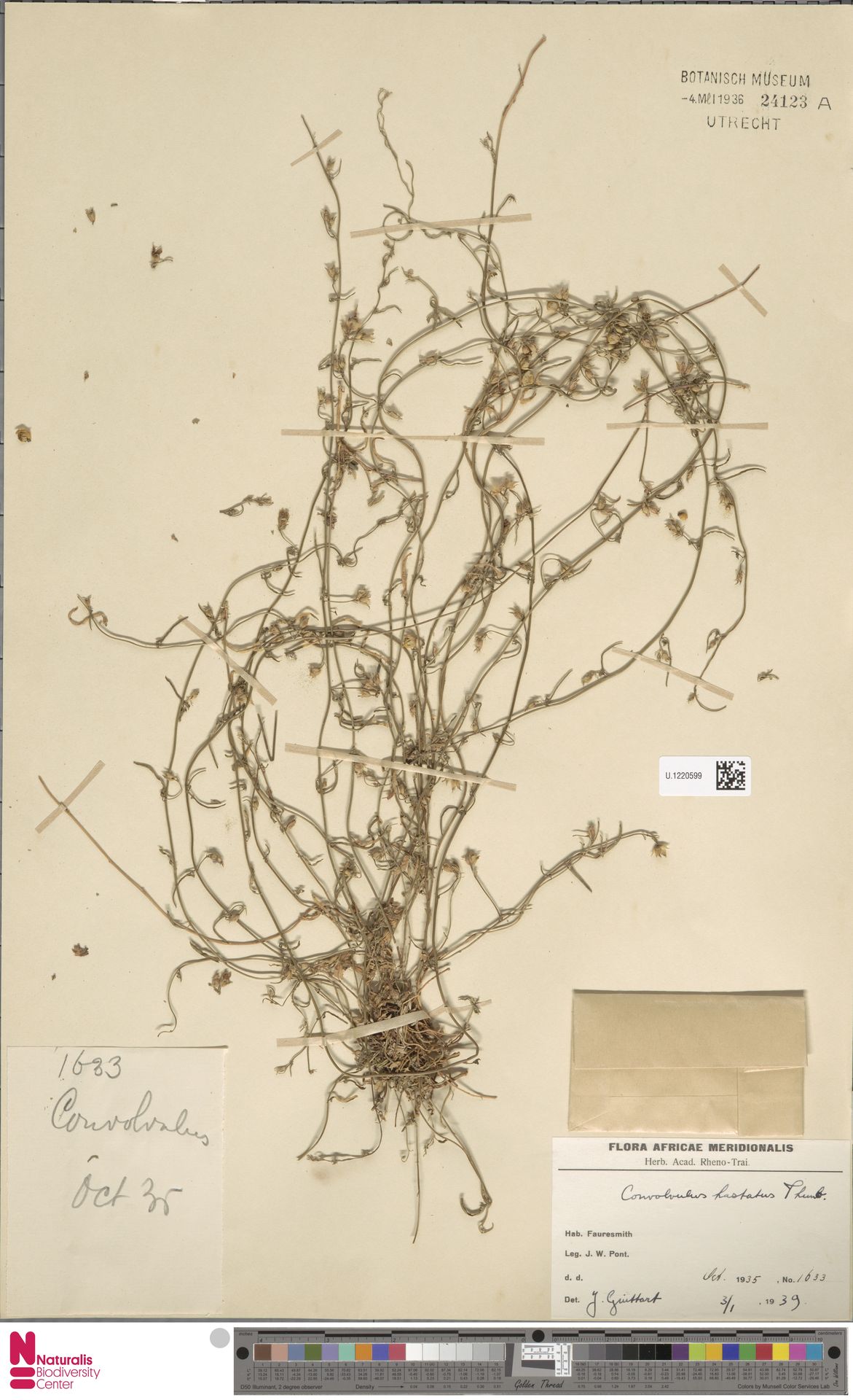 Convolvulus bidentatus
