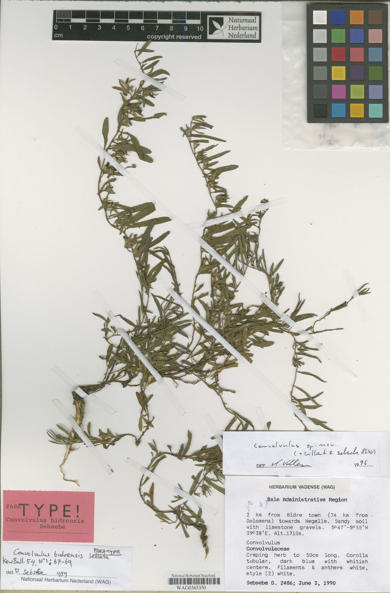 Convolvulus bidrensis