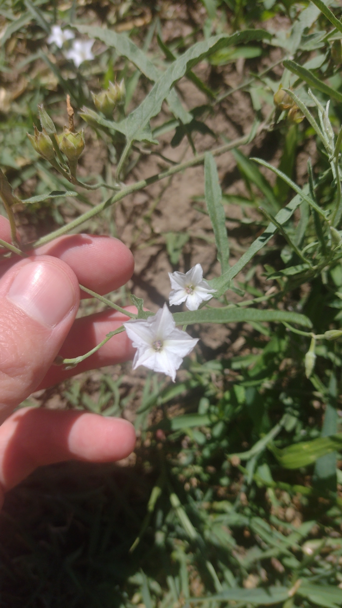 Convolvulus bonariensis