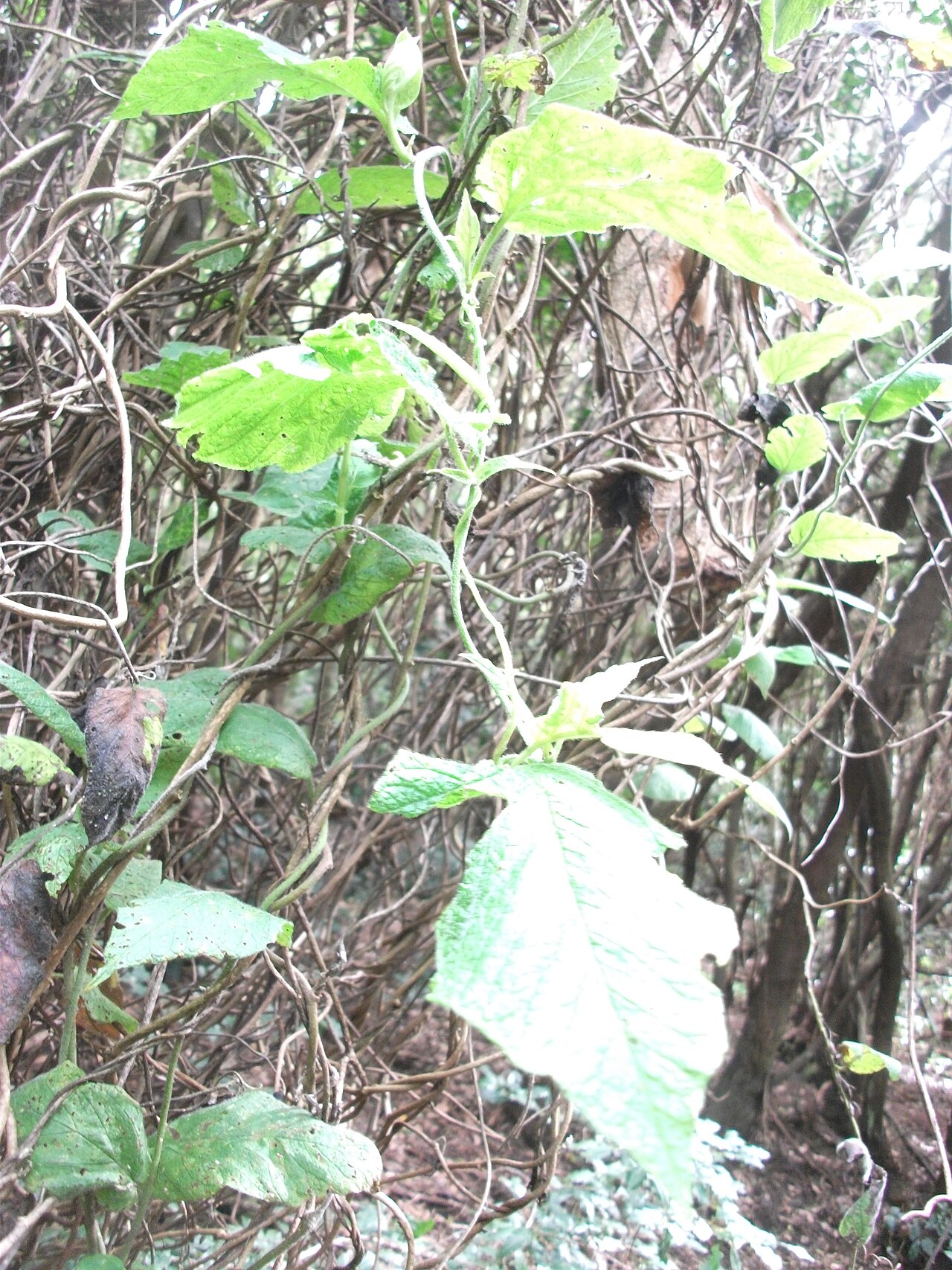 Convolvulus canariensis