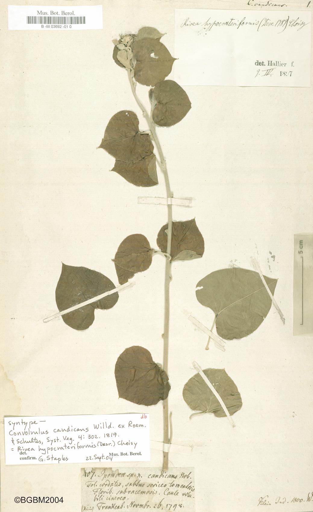 Convolvulus candicans