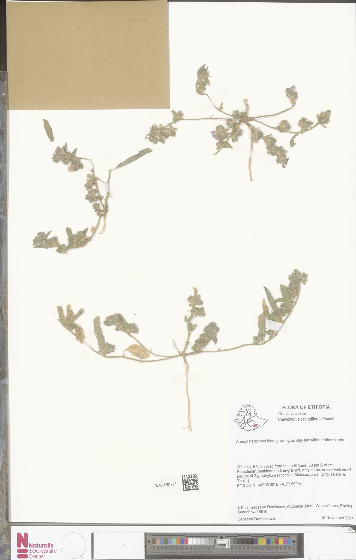 Convolvulus capituliferus