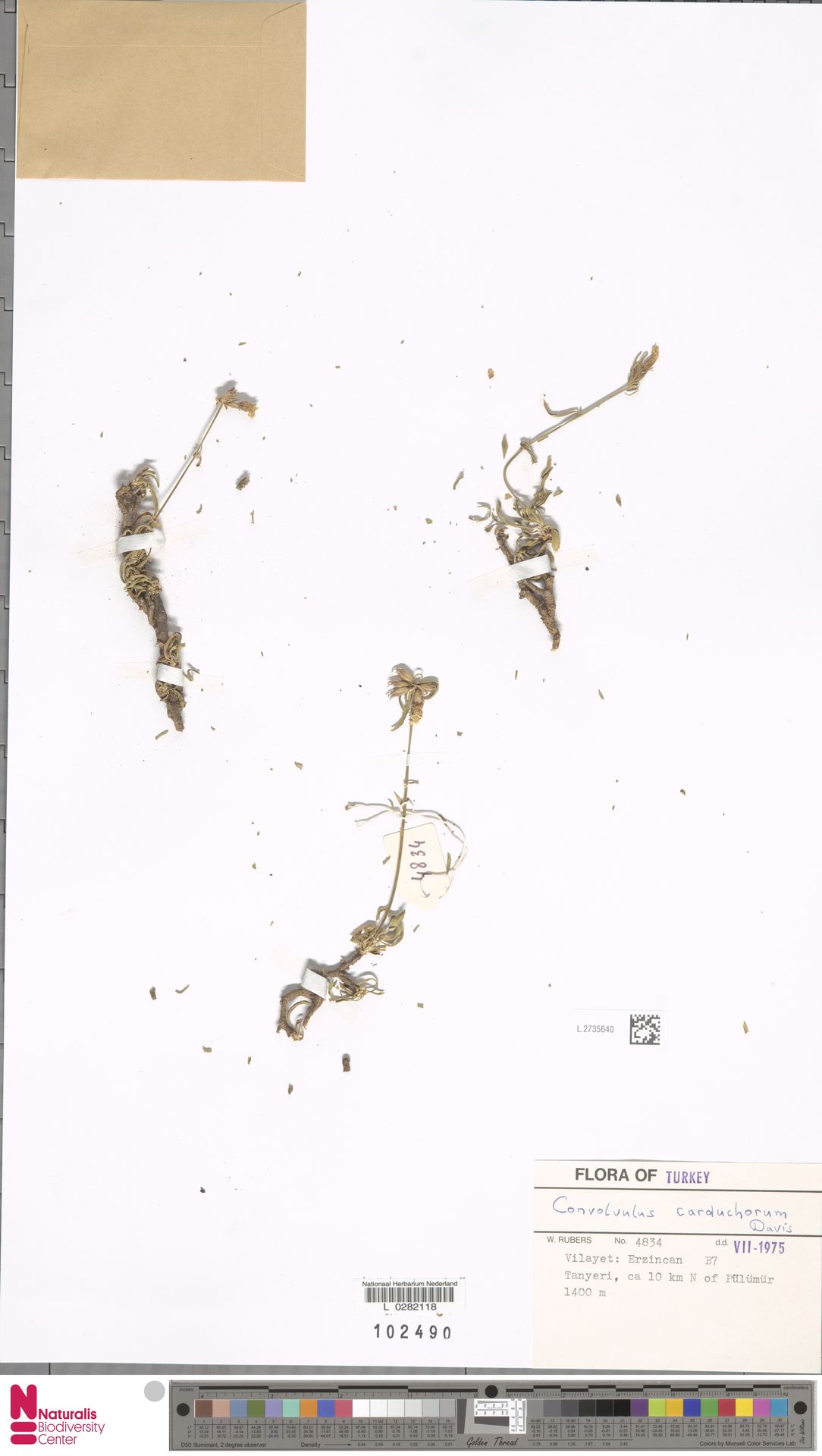 Convolvulus carduchorum