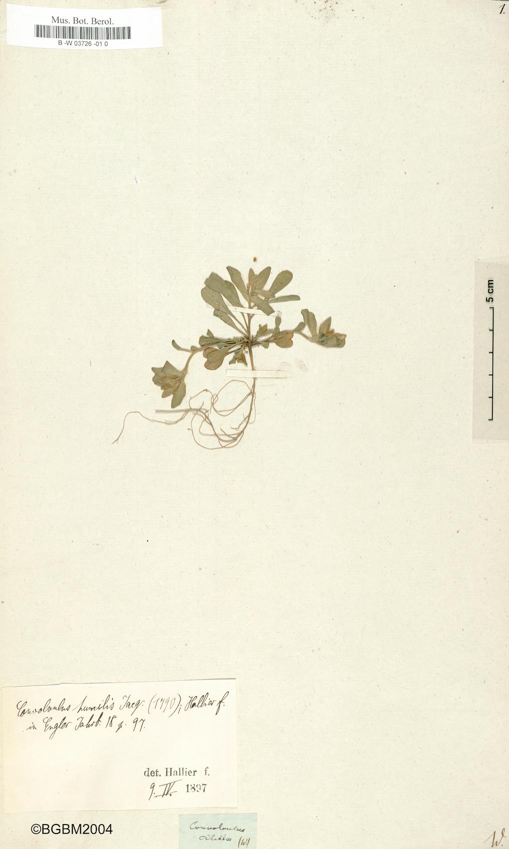 Convolvulus ciliatus