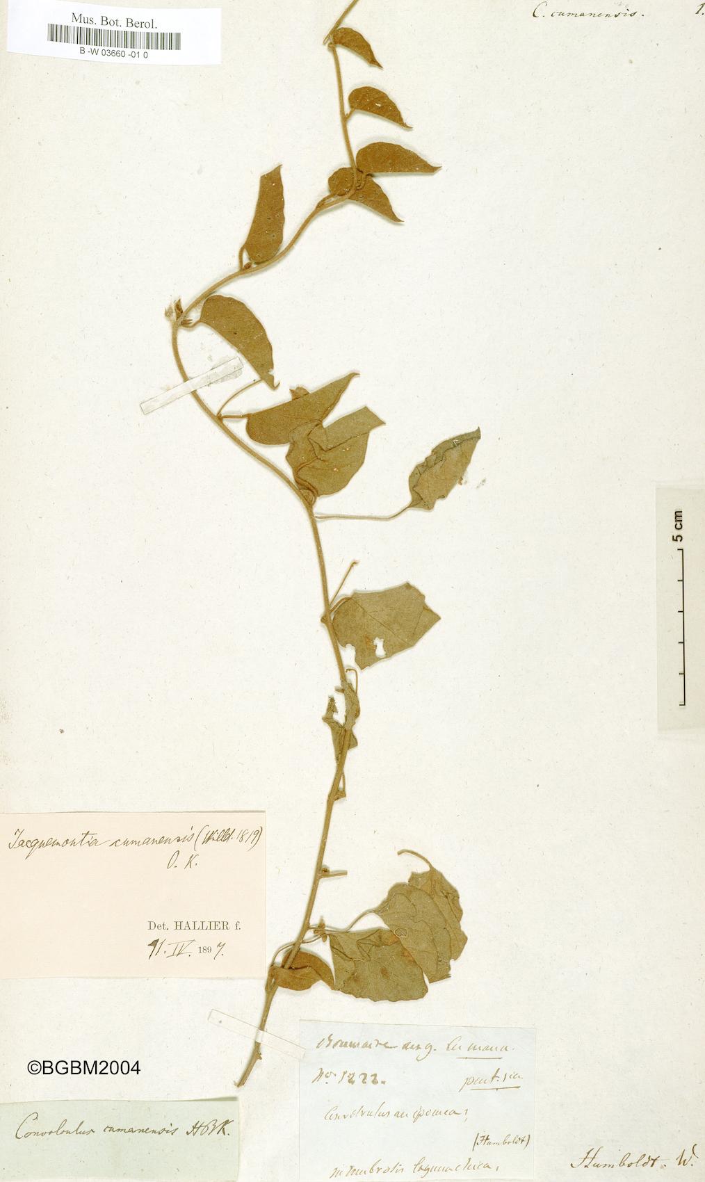 Convolvulus cumanensis