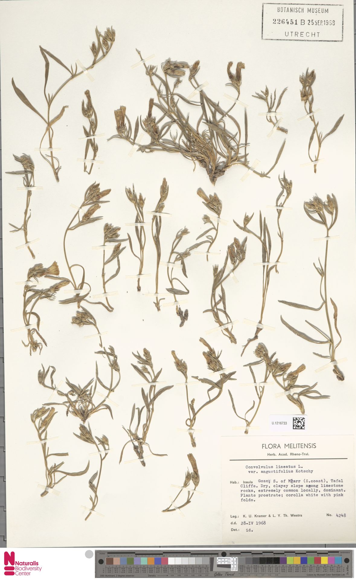 Convolvulus cyprius