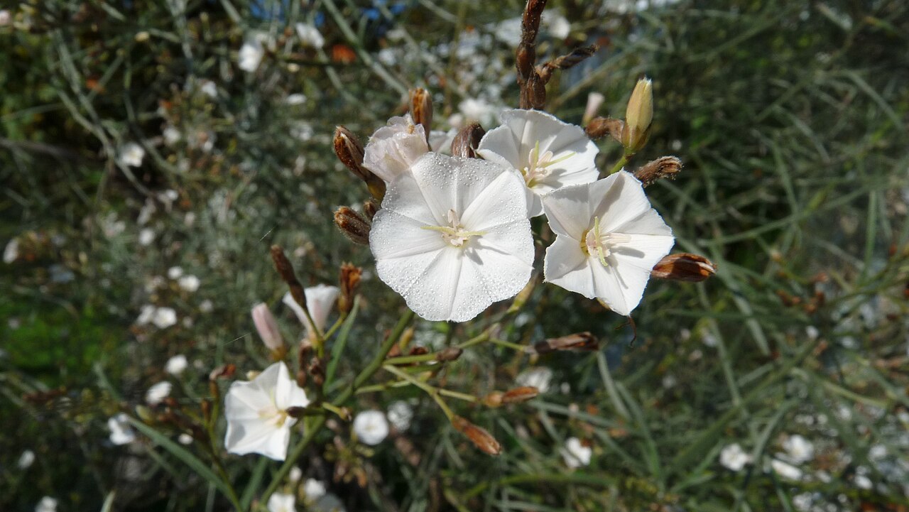 Convolvulus despreauxii