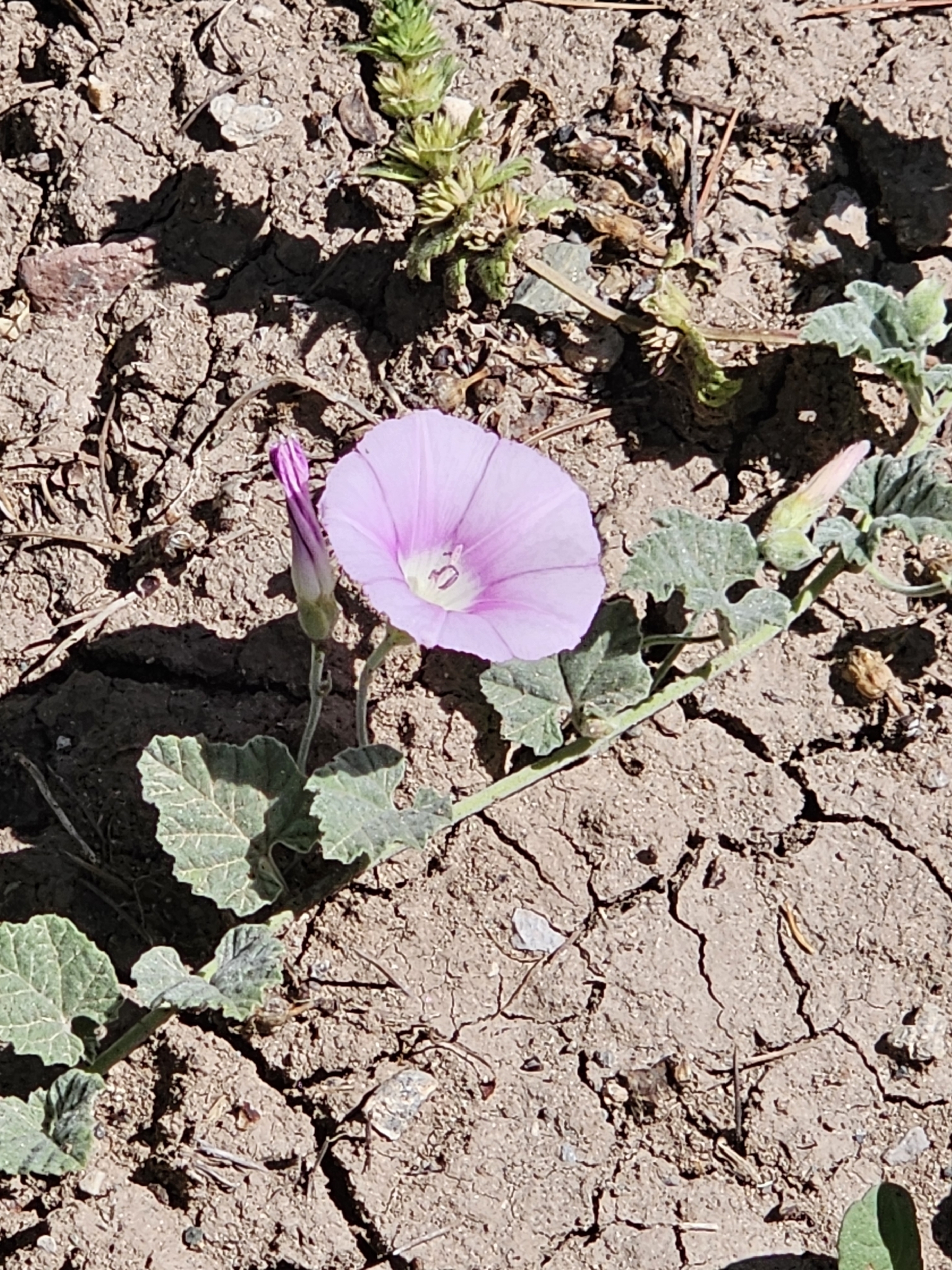 Convolvulus galaticus