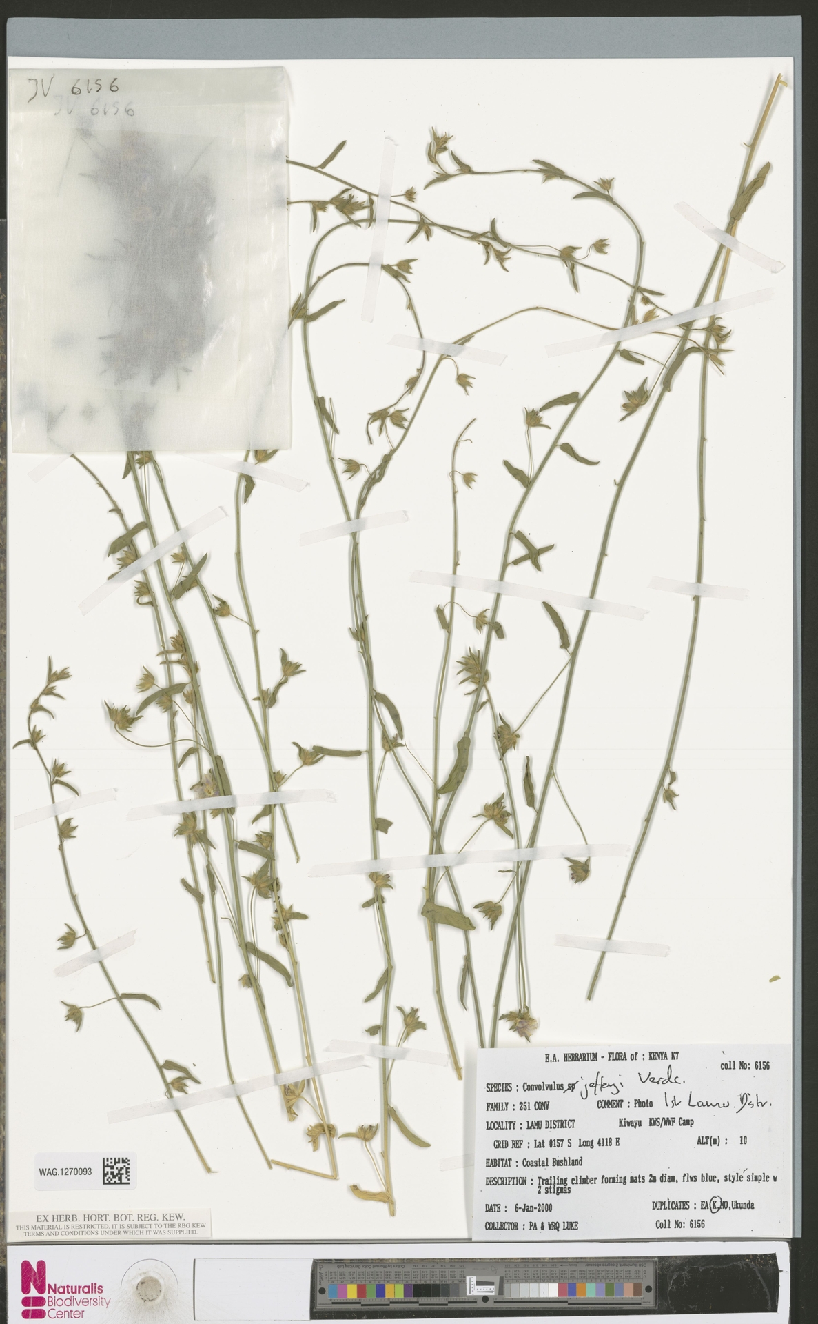 Convolvulus jefferyi