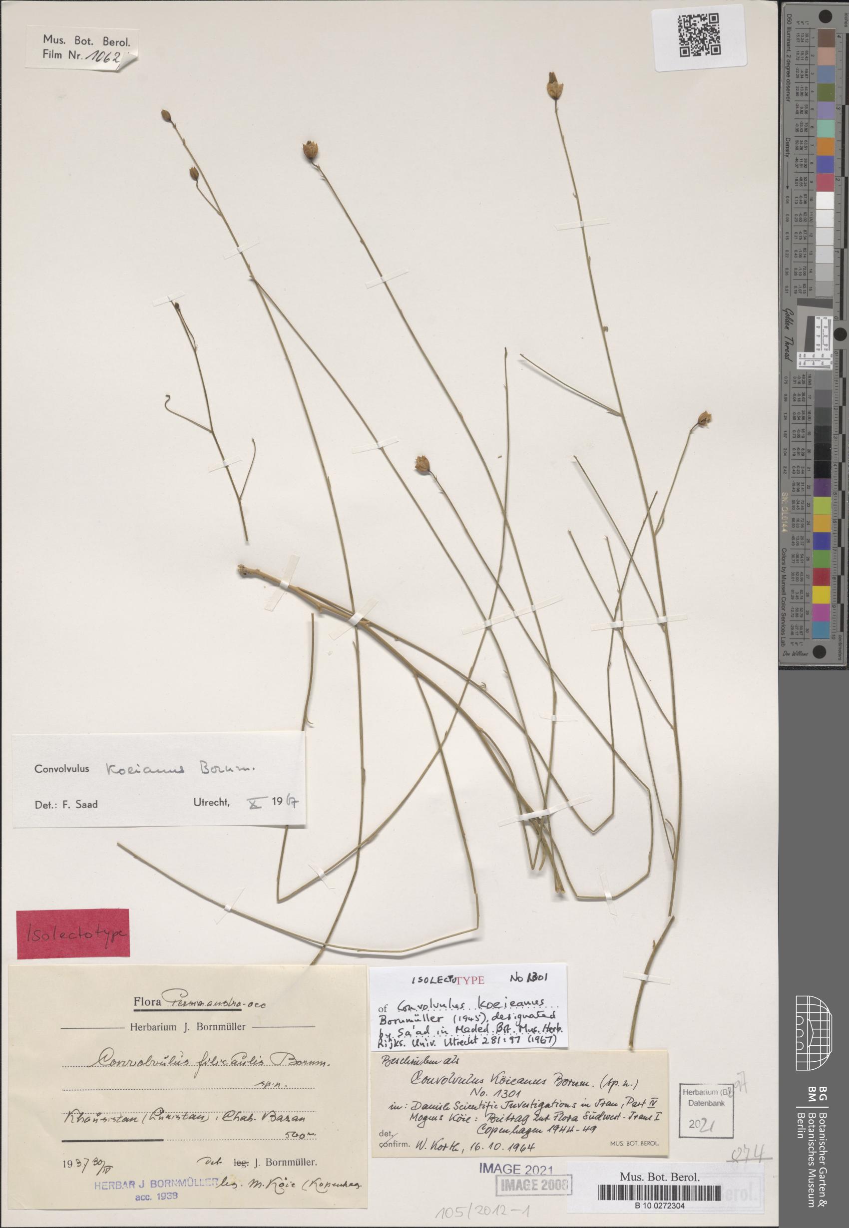 Convolvulus koieanus