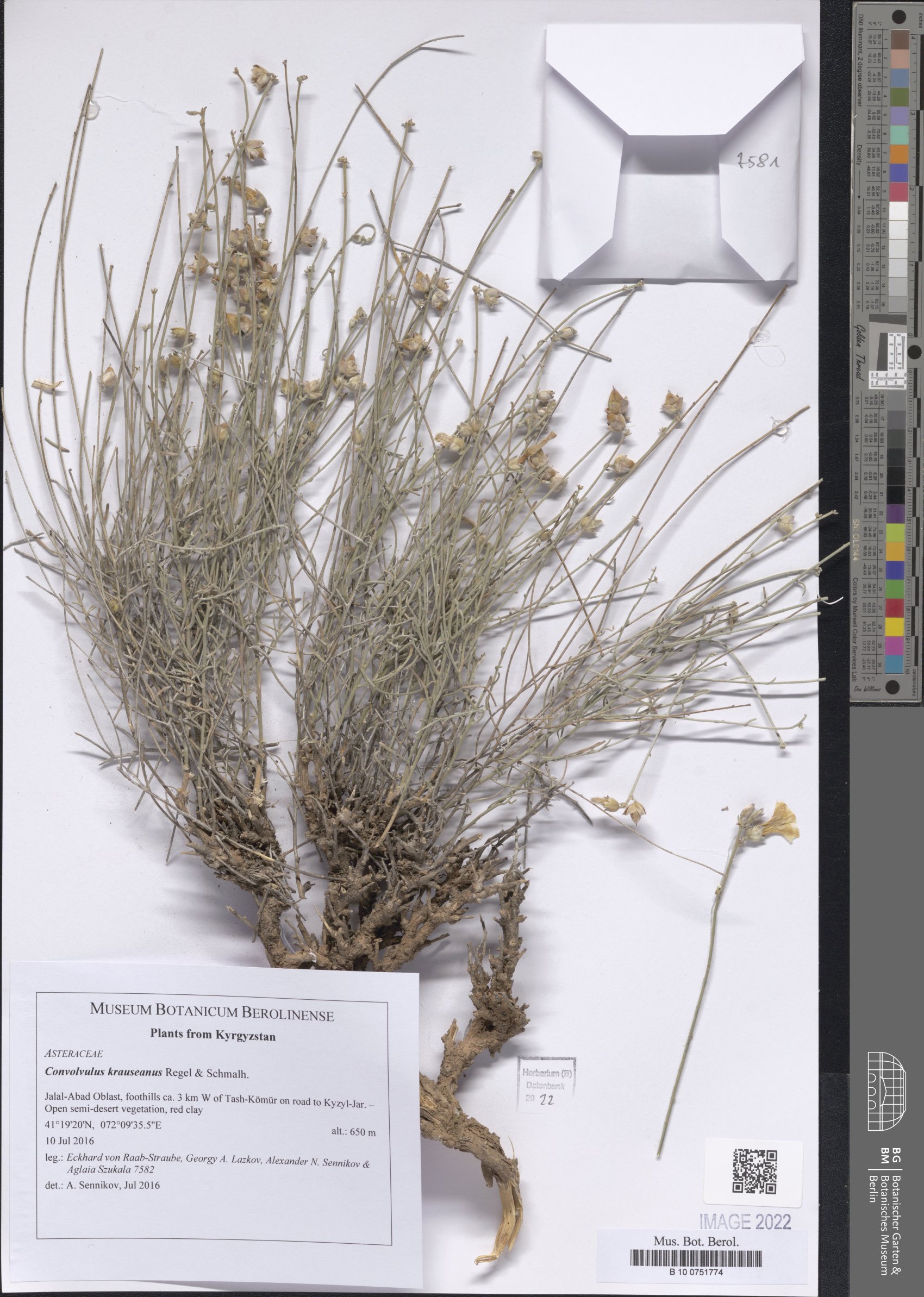 Convolvulus krauseanus