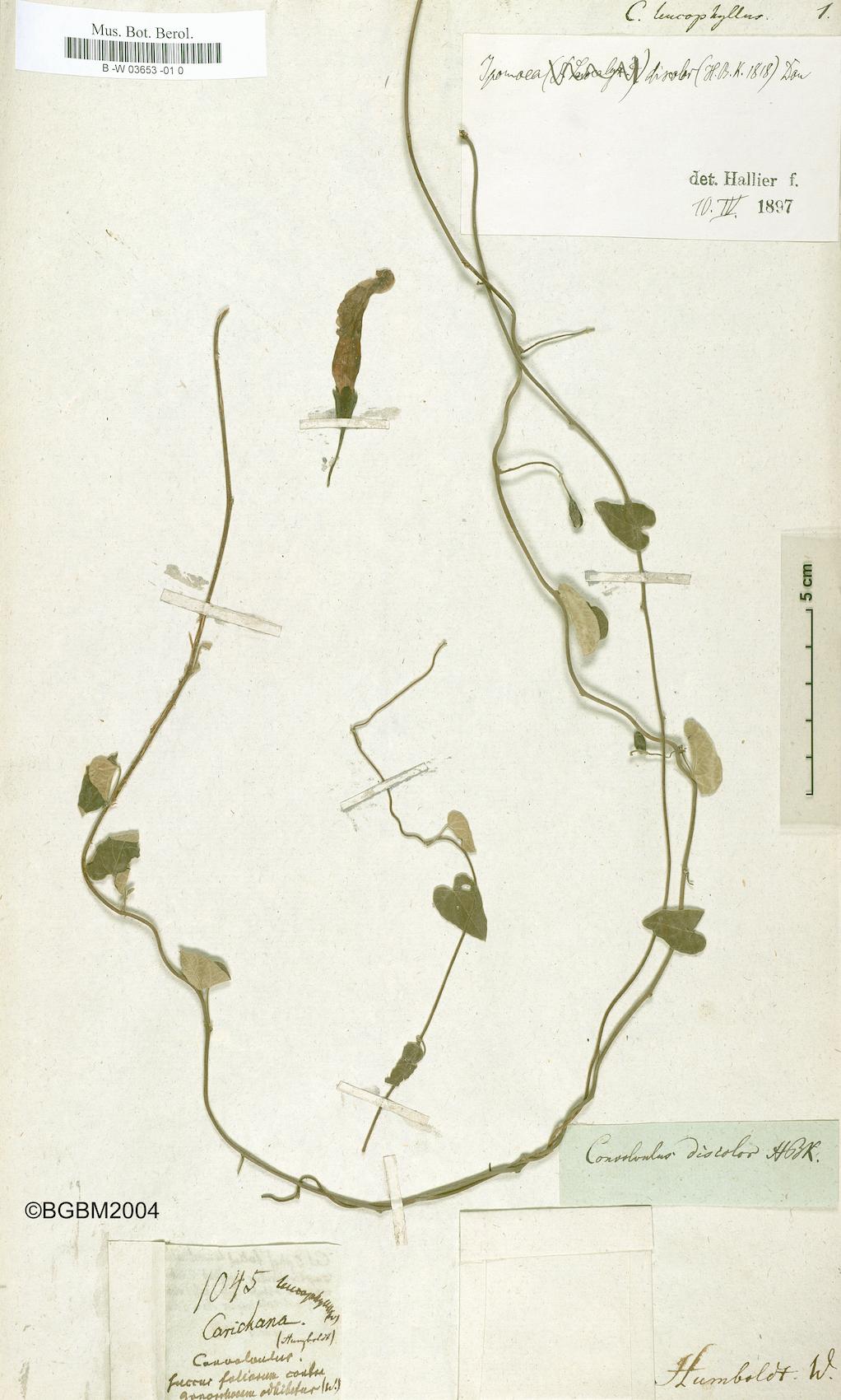Convolvulus leucophyllus
