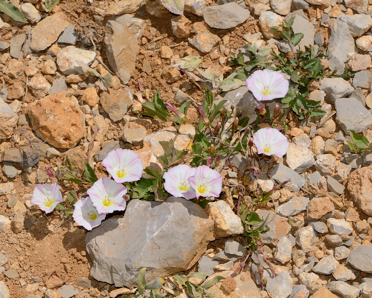 Convolvulus libanoticus