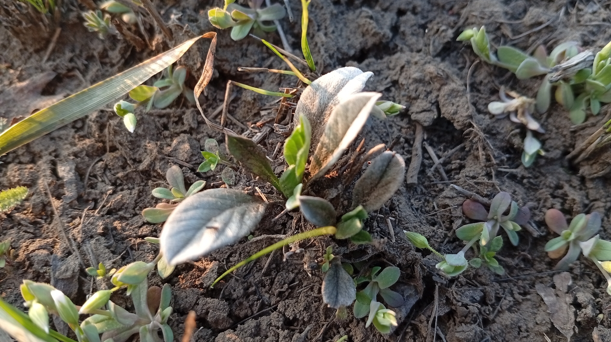 Convolvulus lineatus