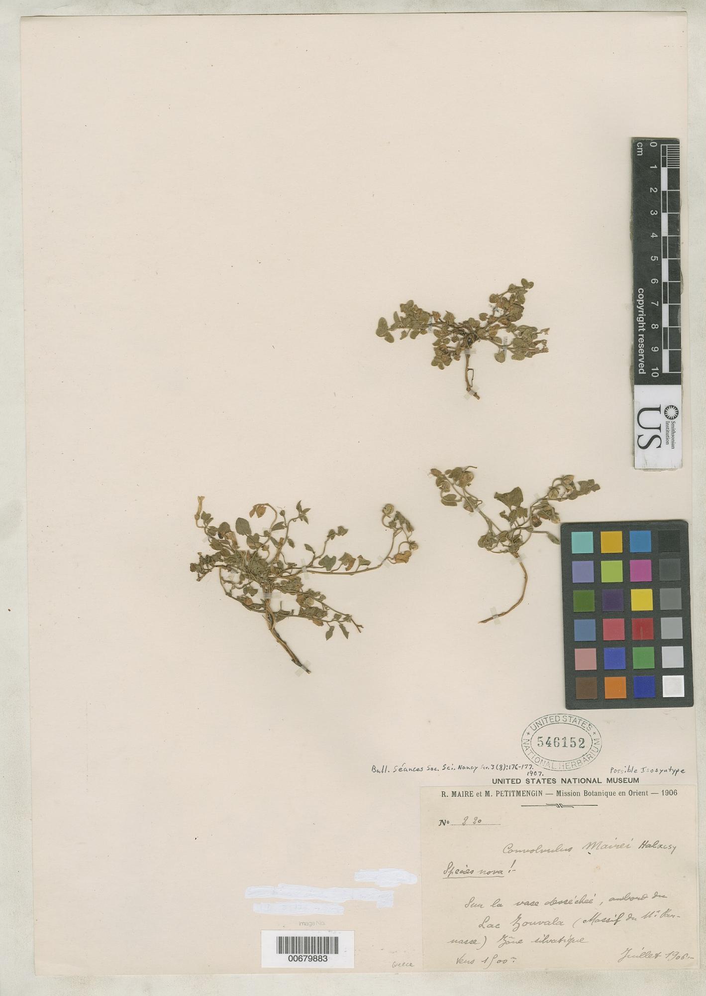 Convolvulus mairei