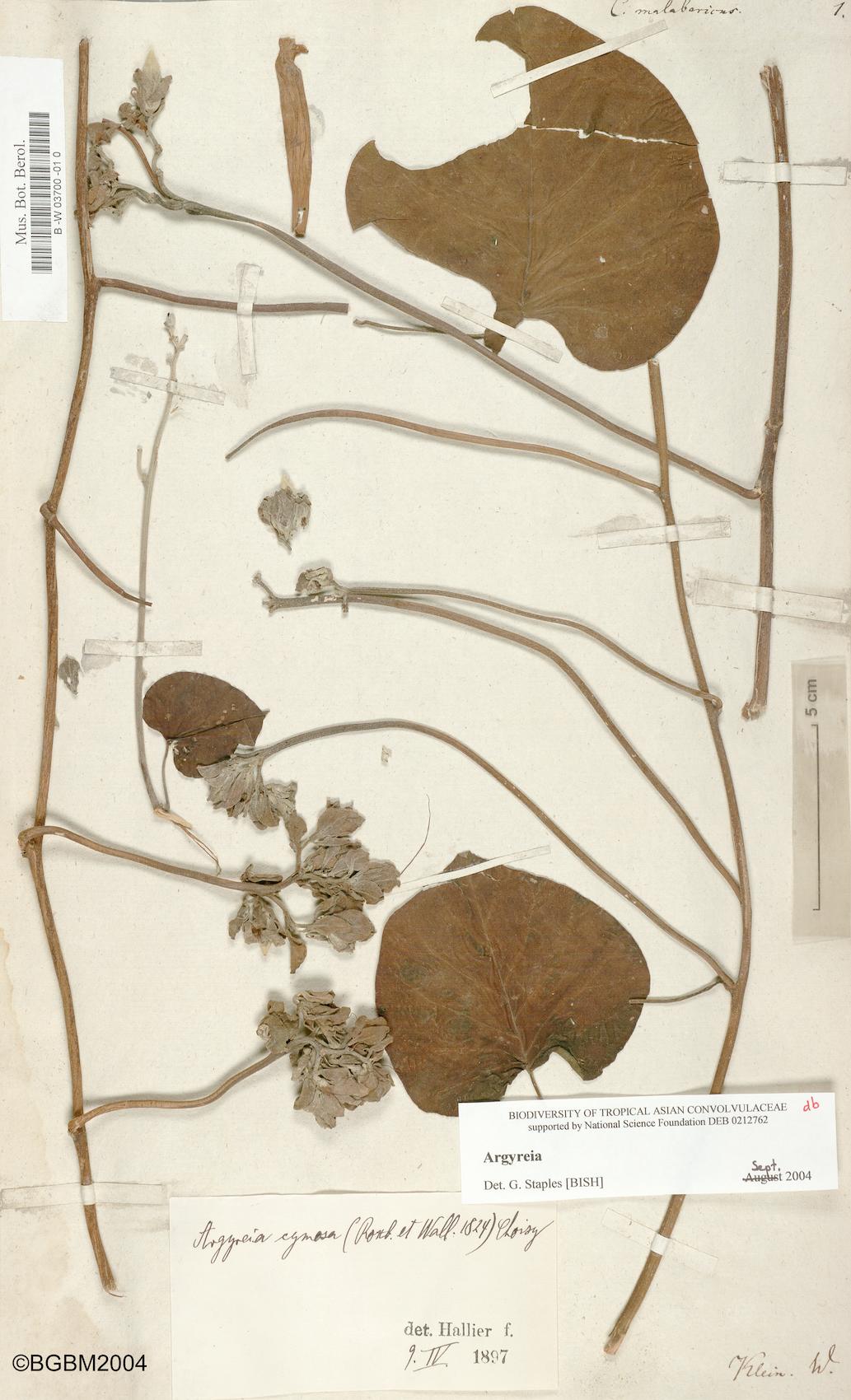 Convolvulus malabaricus
