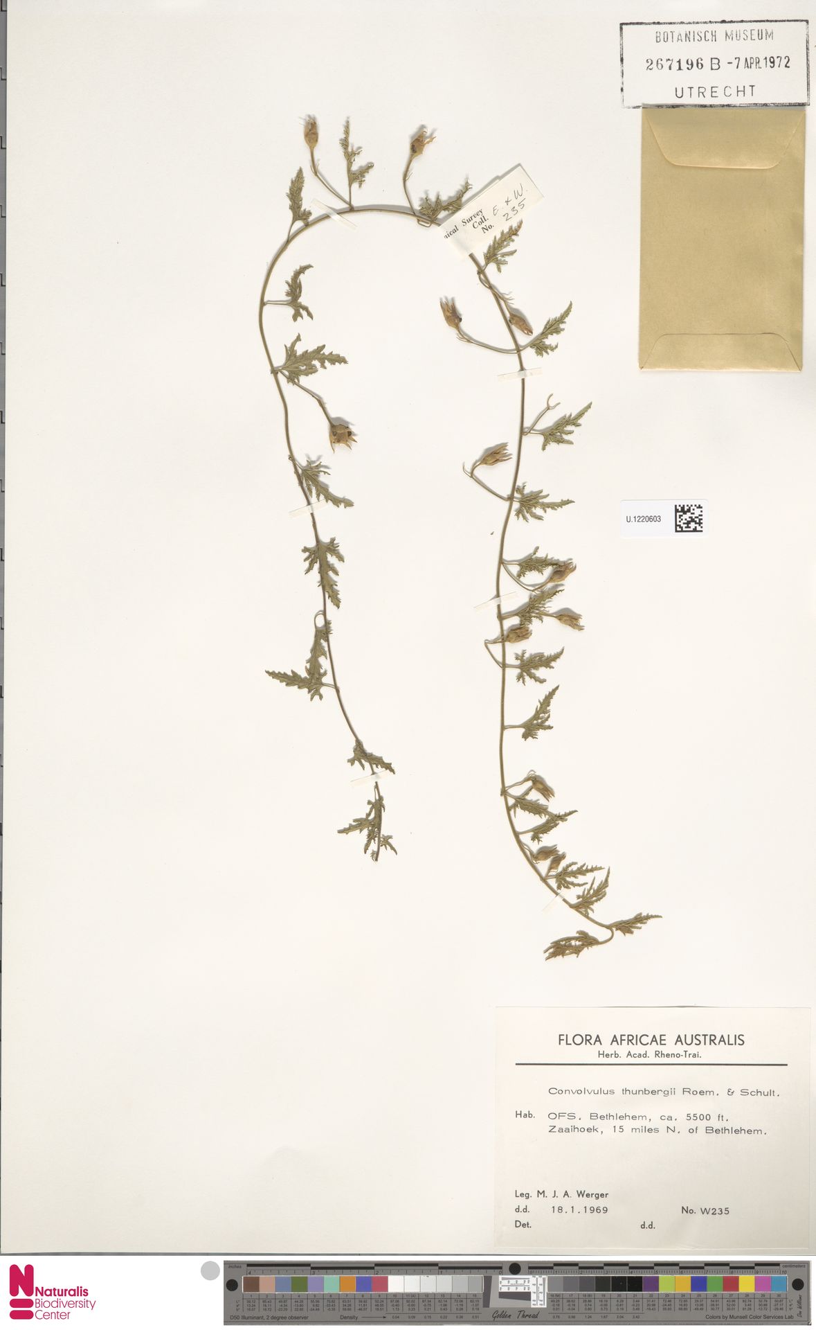Convolvulus multifidus
