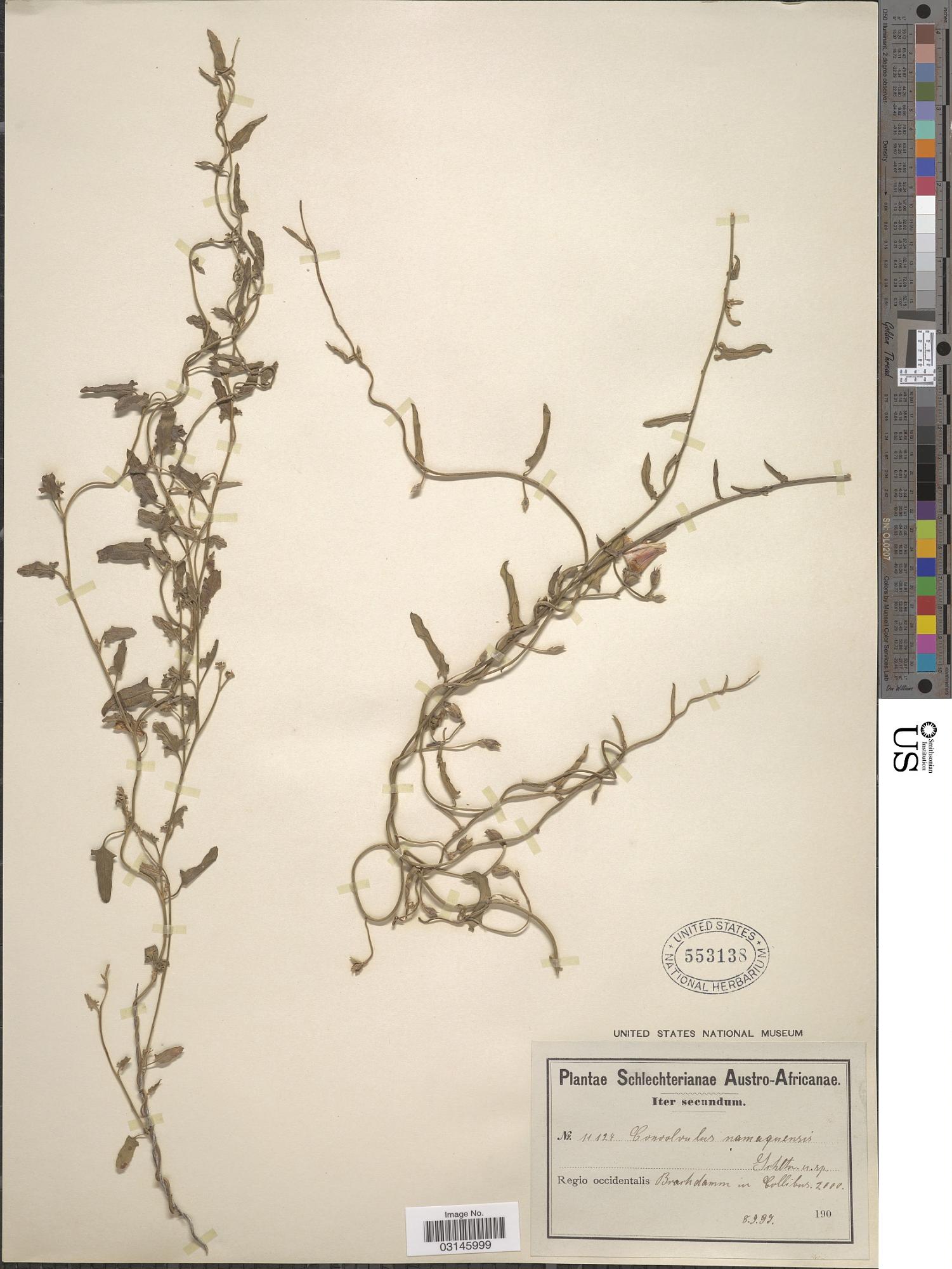 Convolvulus namaquensis