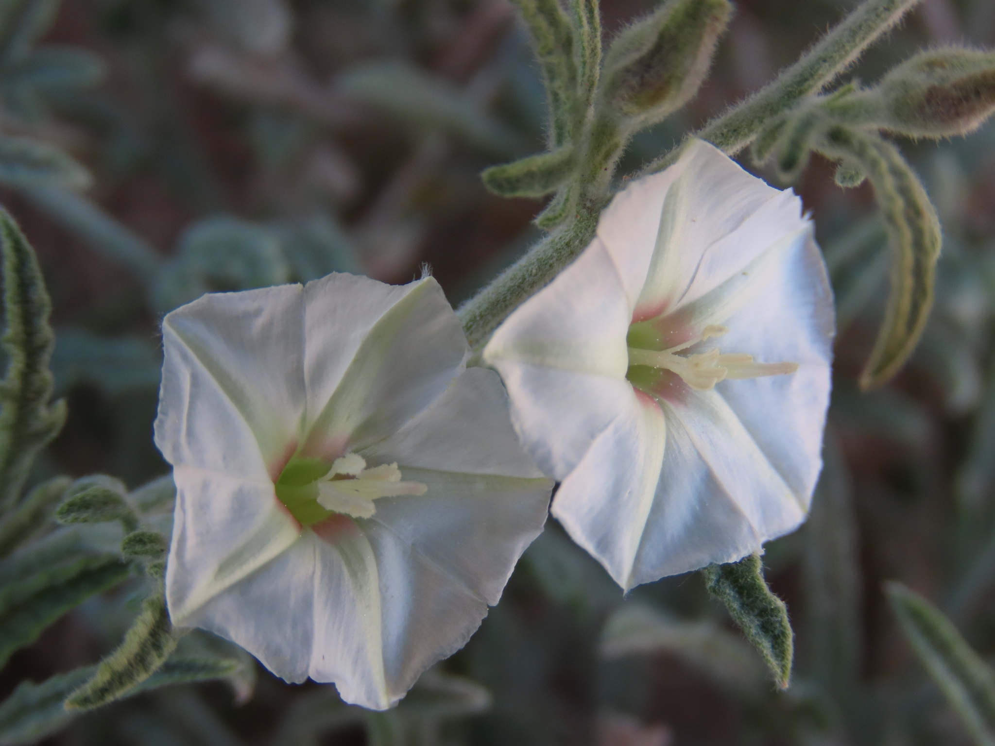 Convolvulus ocellatus