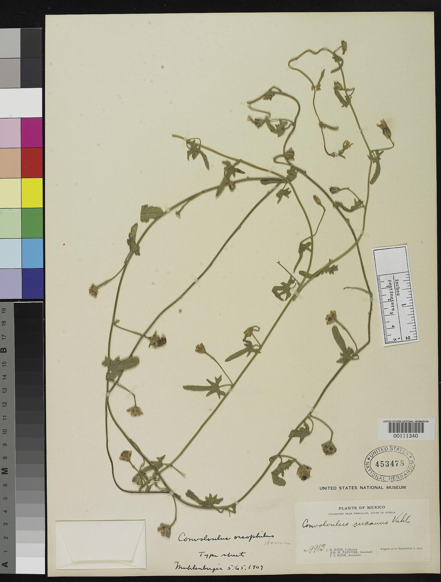 Convolvulus oreophilus