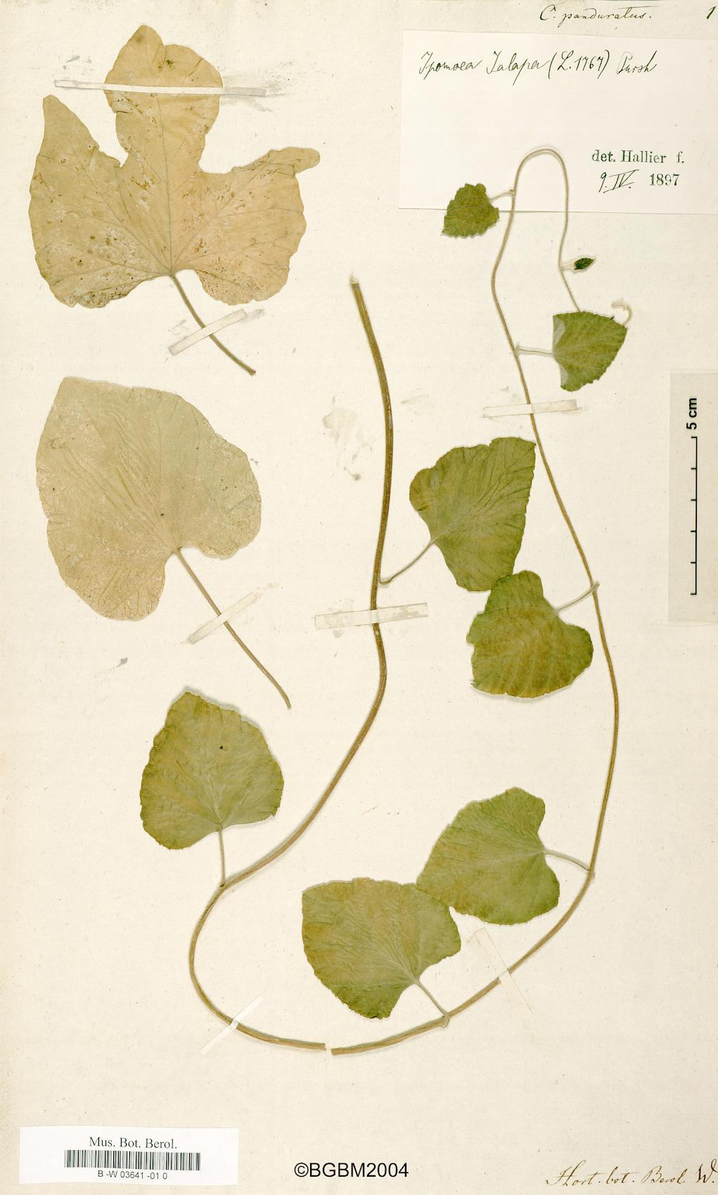 Convolvulus panduratus