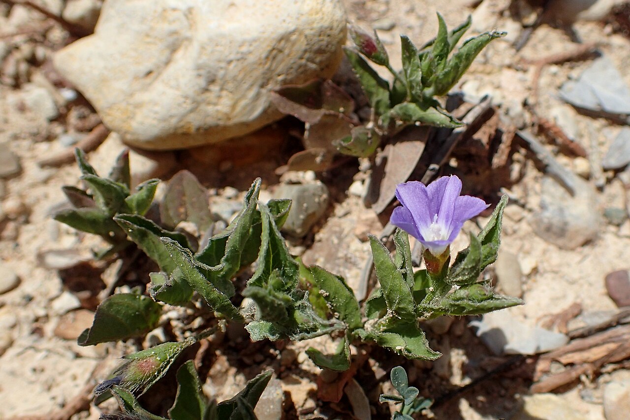 Convolvulus pentapetaloides