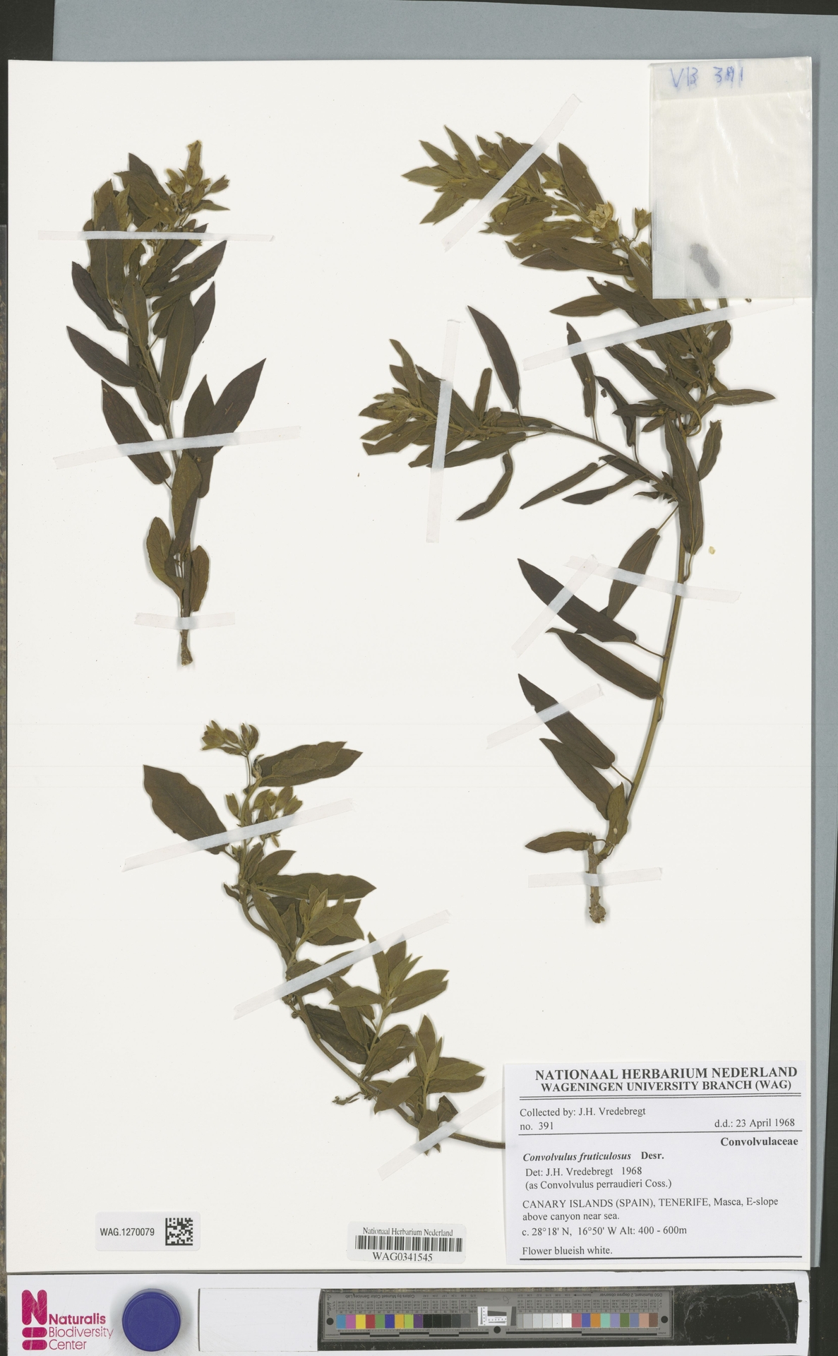 Convolvulus perraudieri
