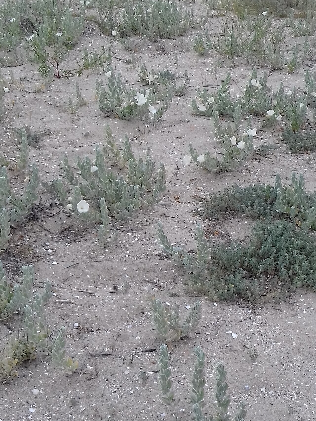 Convolvulus persicus
