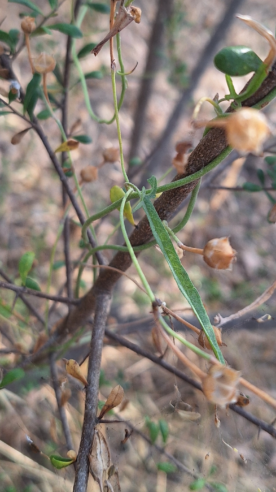 Convolvulus remotus
