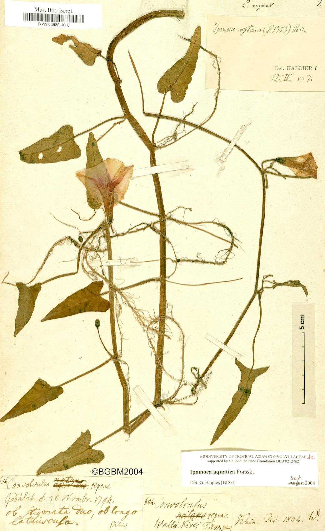Convolvulus repens