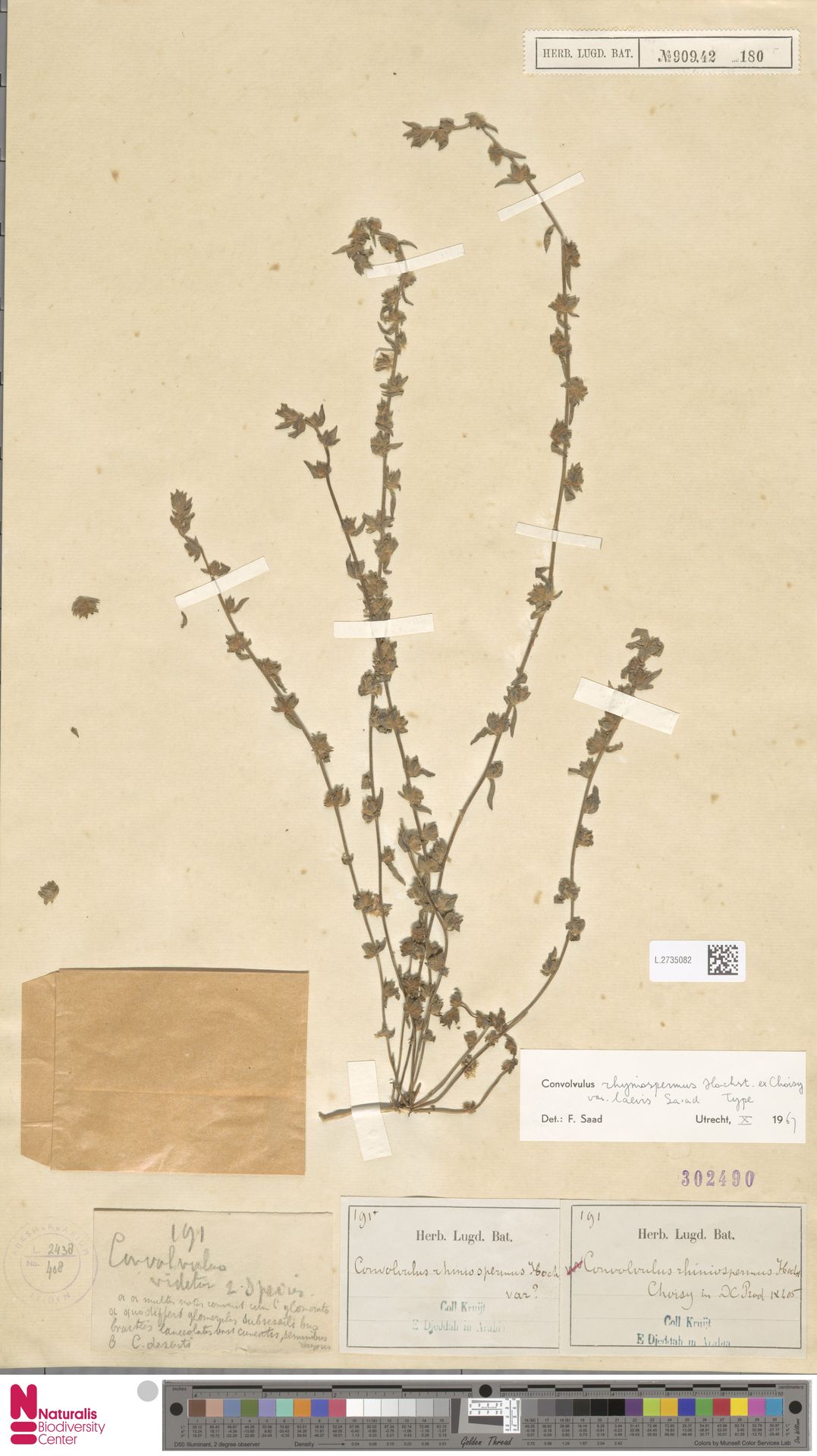 Convolvulus rhyniospermus