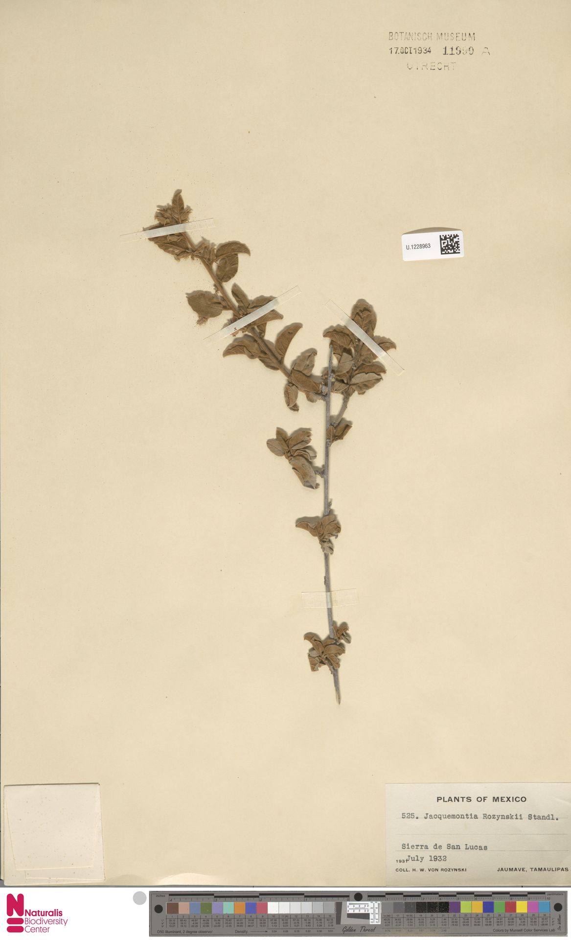 Convolvulus rozynskii