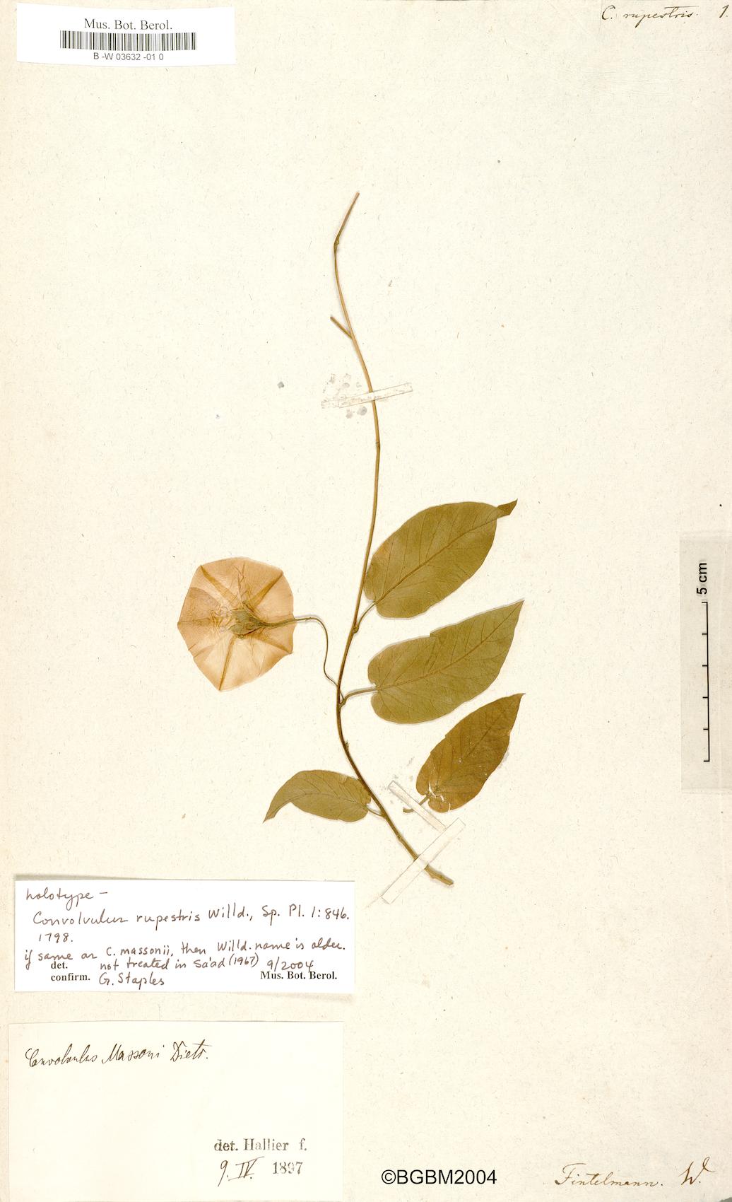 Convolvulus rupestris