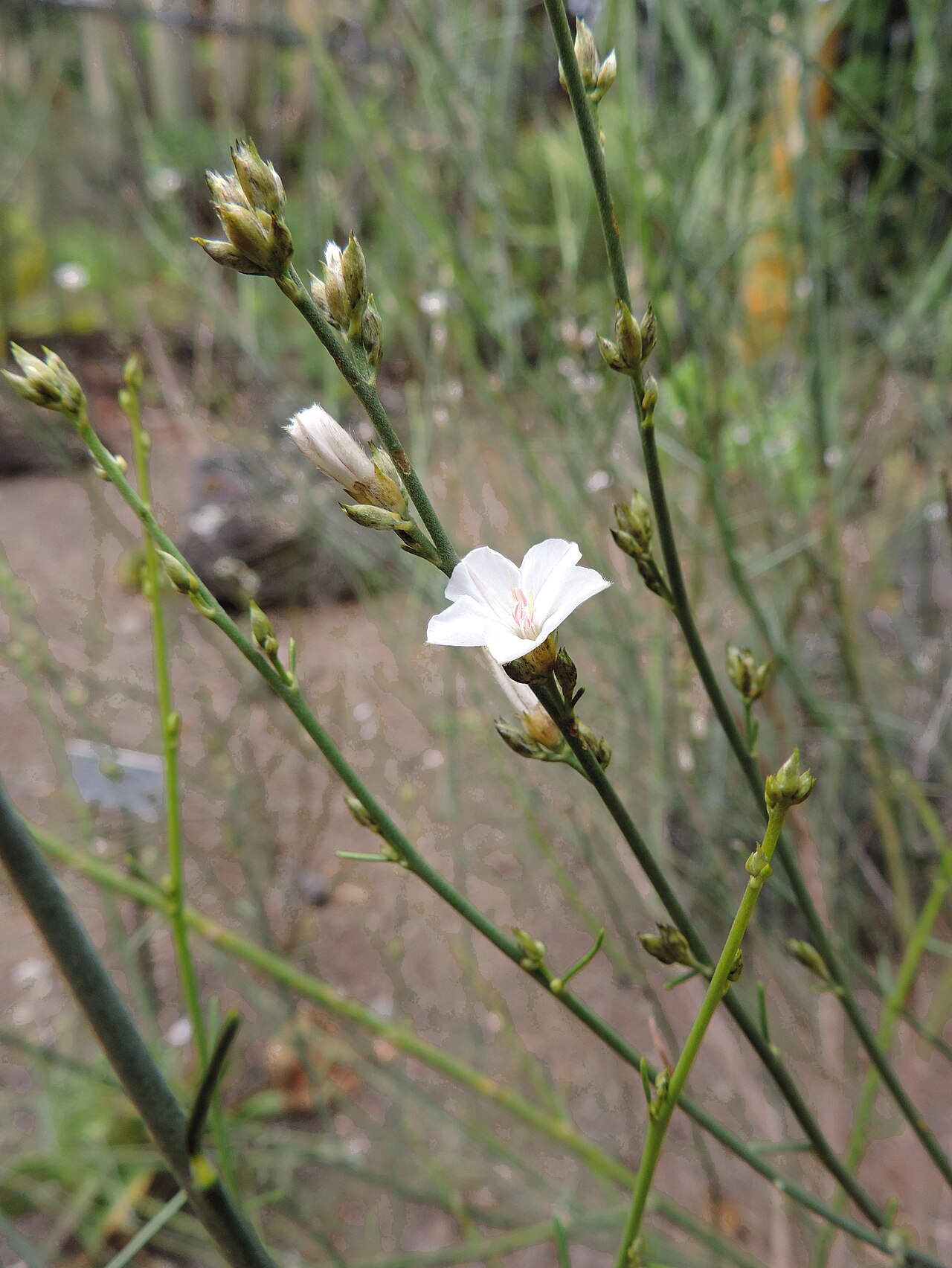 Convolvulus scoparius