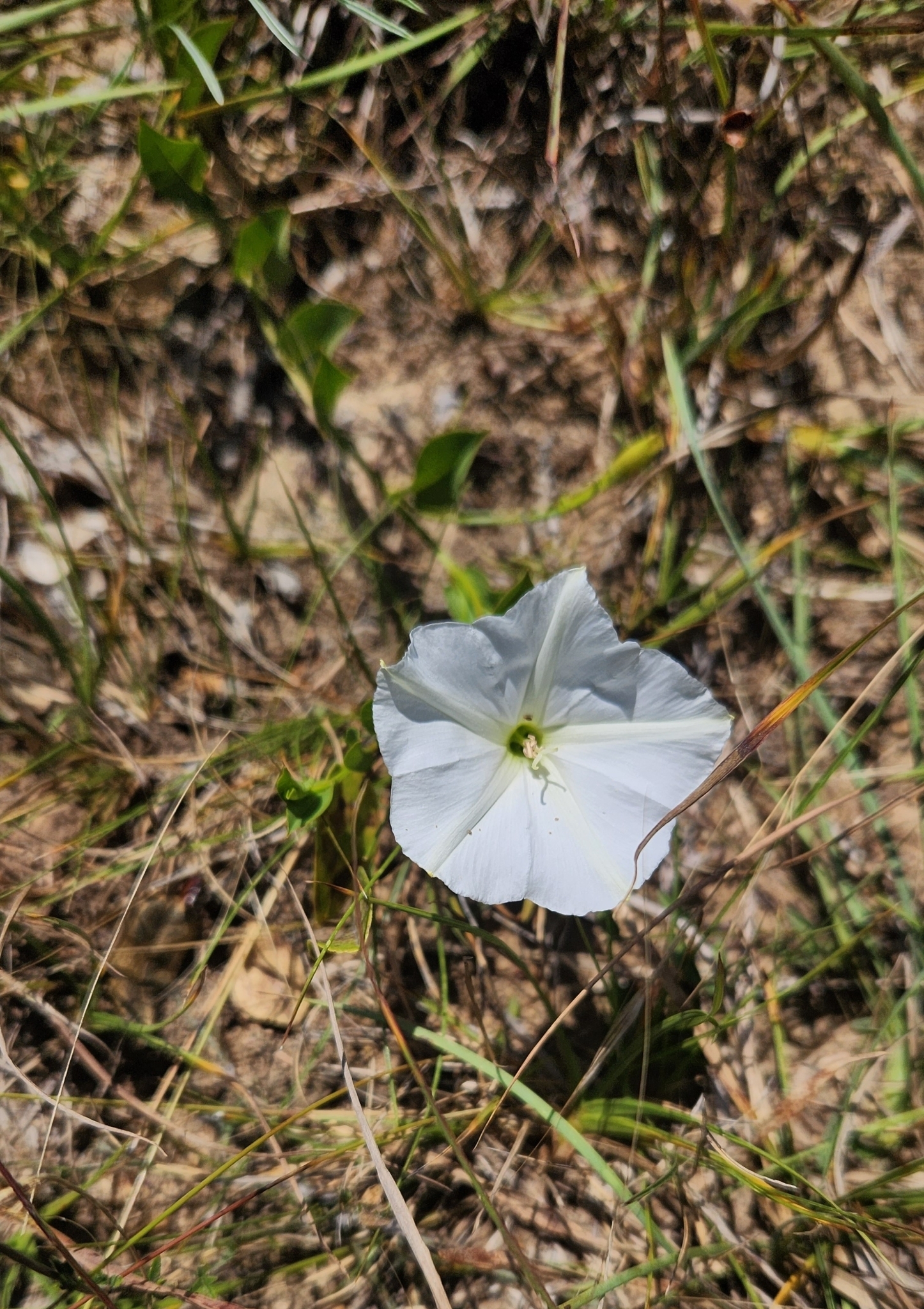 Convolvulus selloi