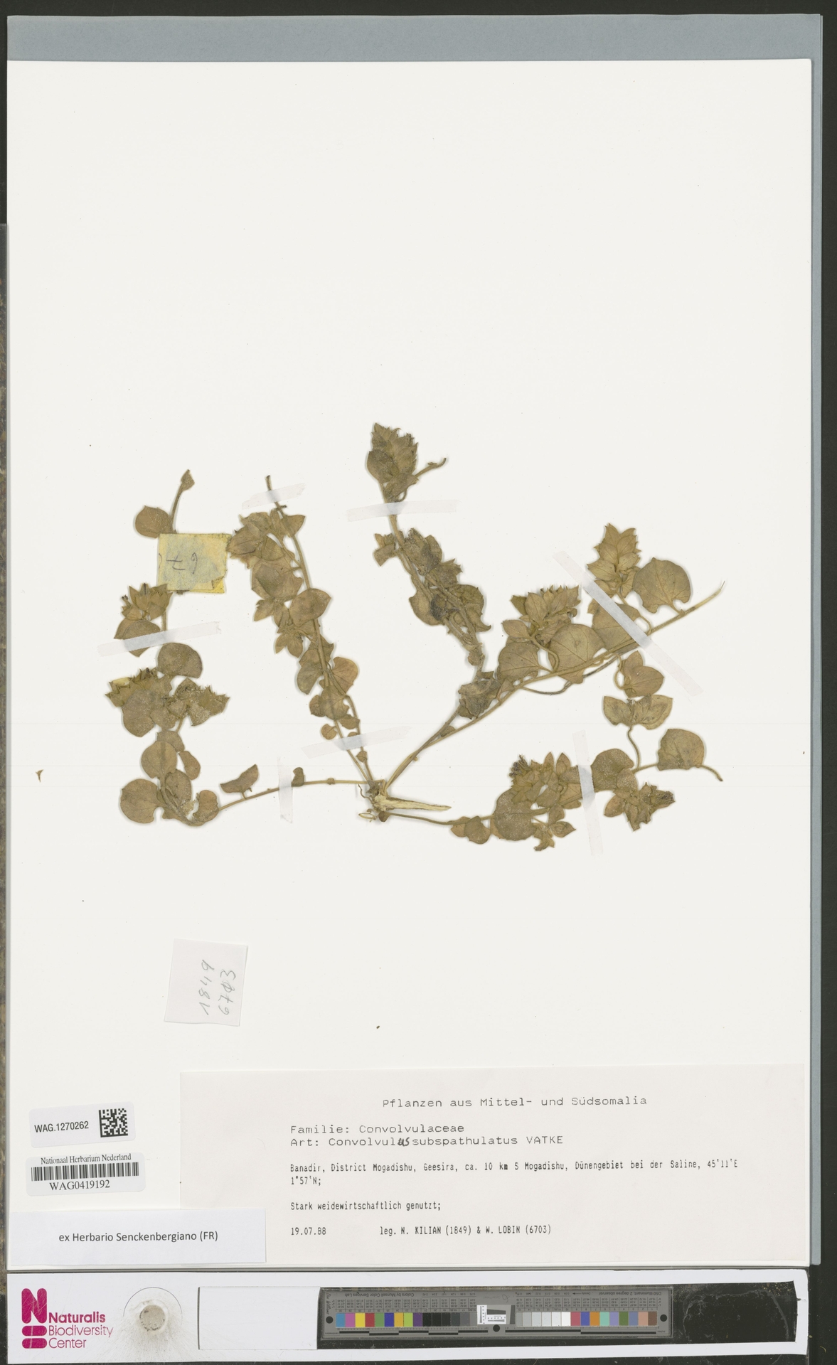 Convolvulus subspathulatus