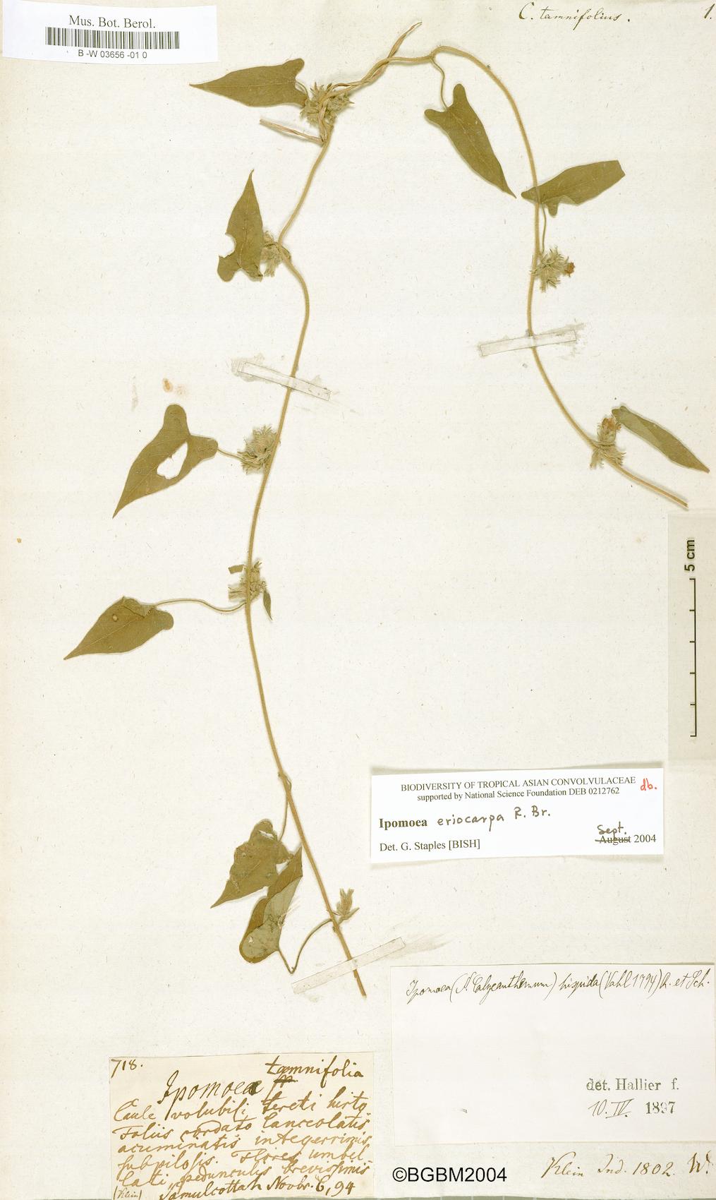 Convolvulus tamnifolius