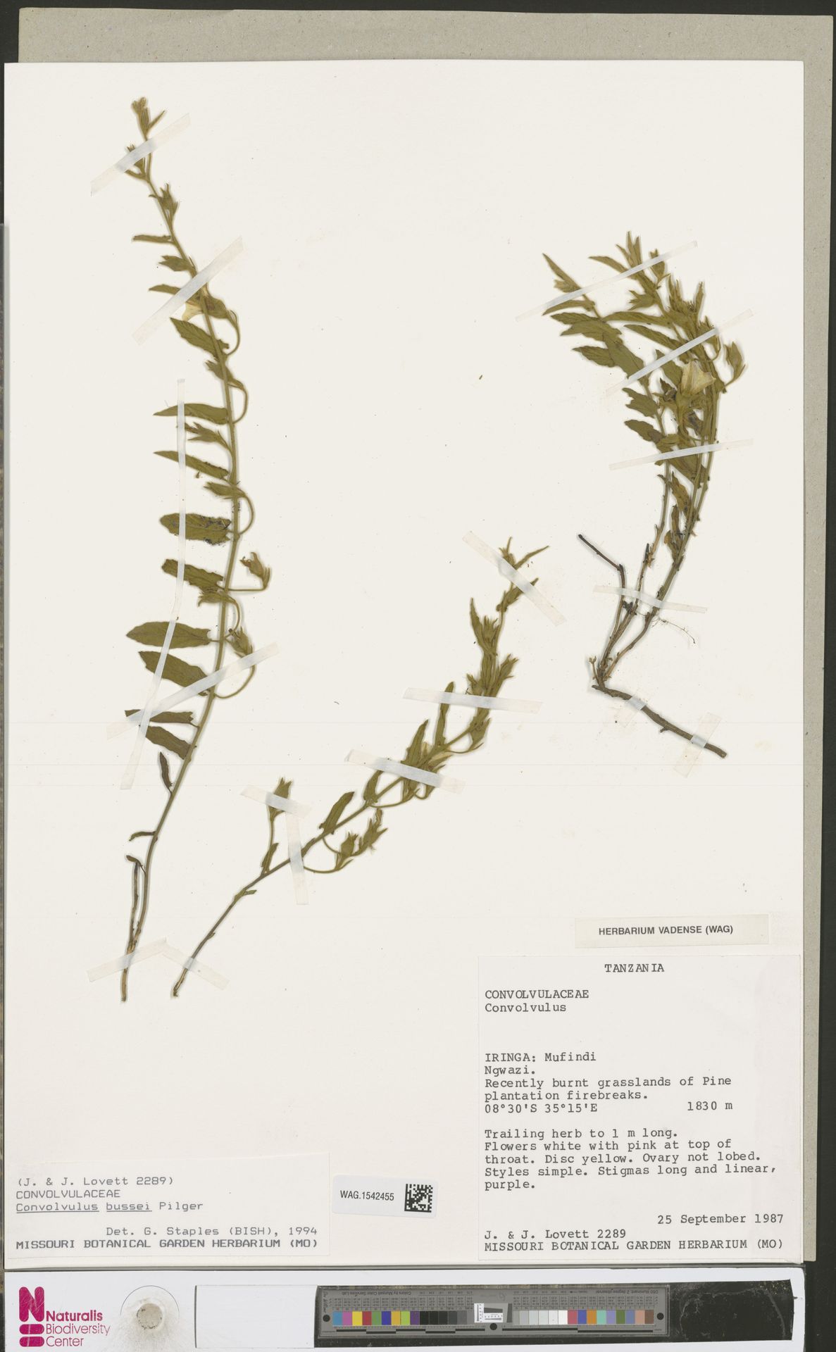 Convolvulus thomsonii