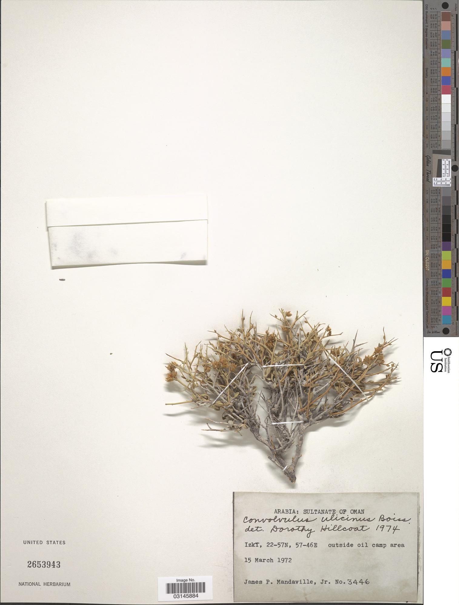 Convolvulus ulcinus