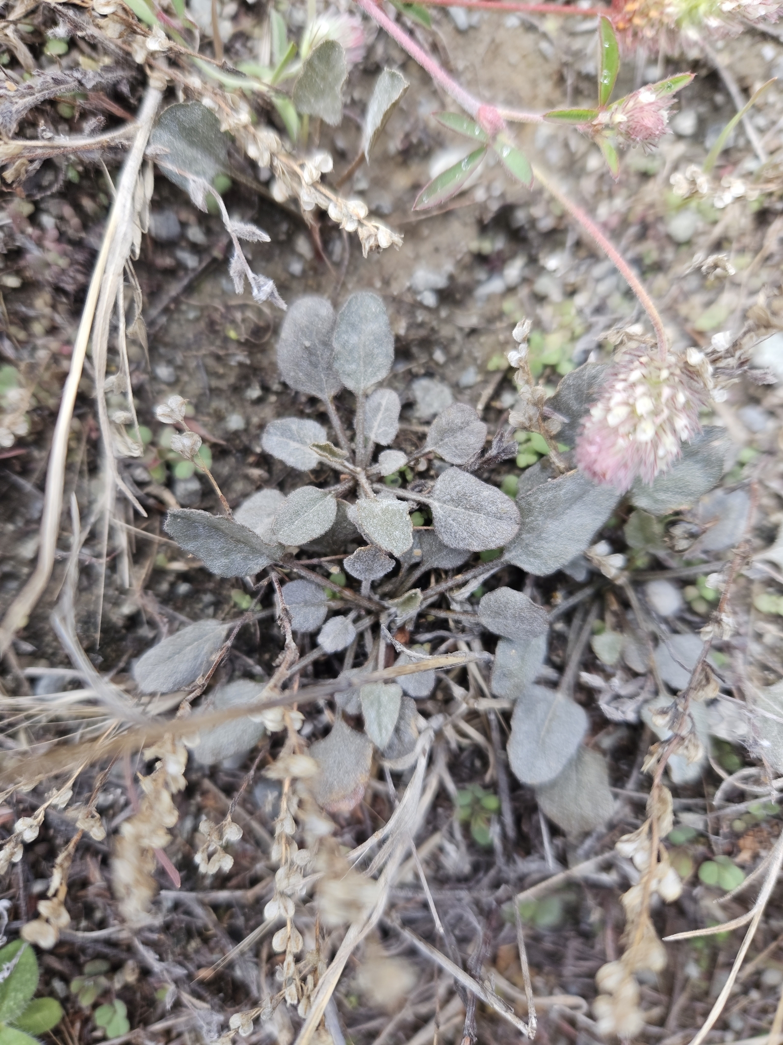 Convolvulus verecundus