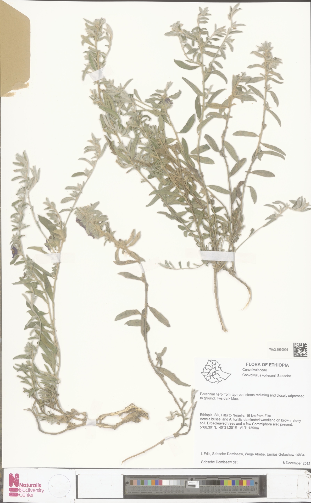 Convolvulus vollesenii