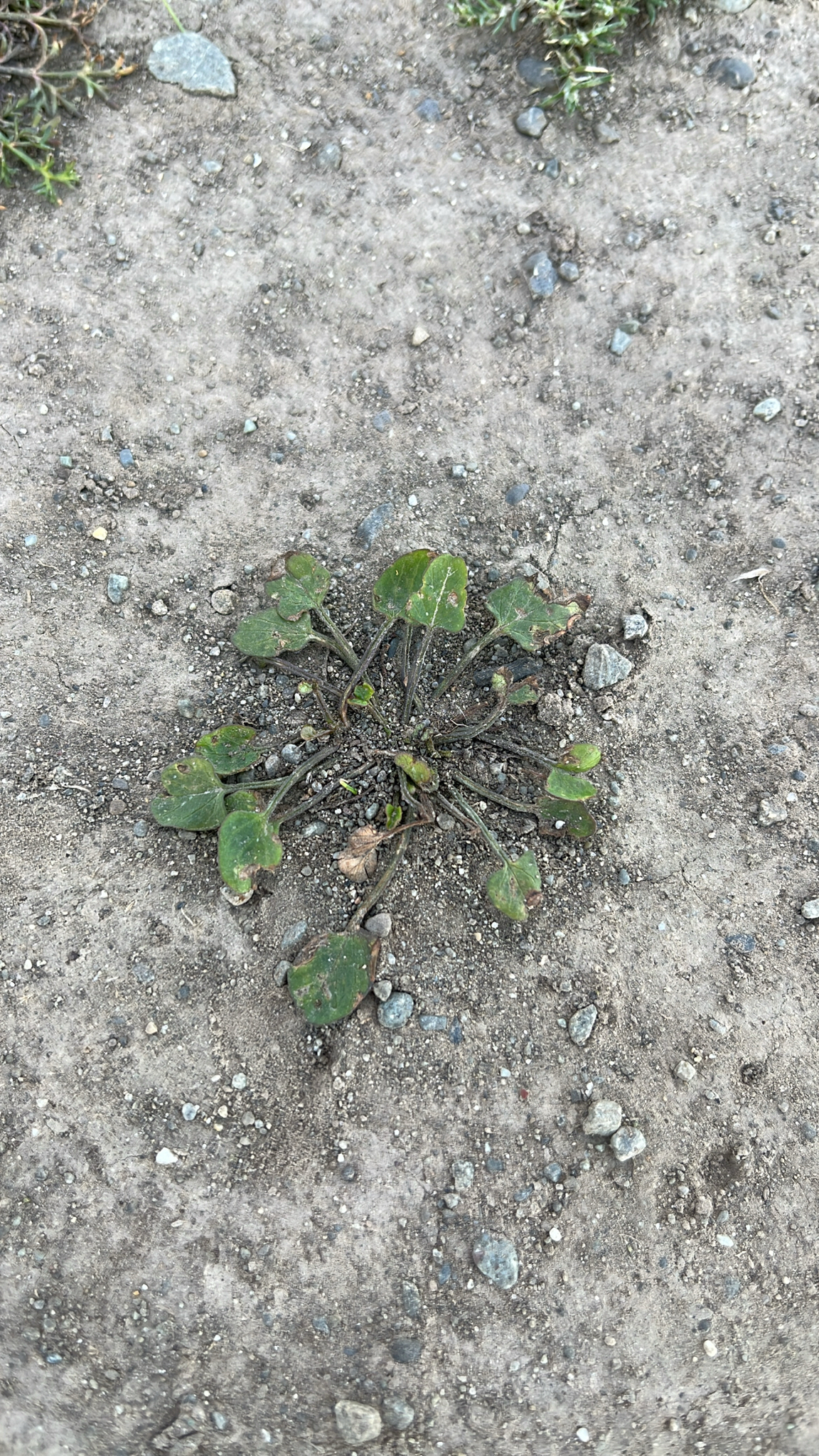 Convolvulus waitaha
