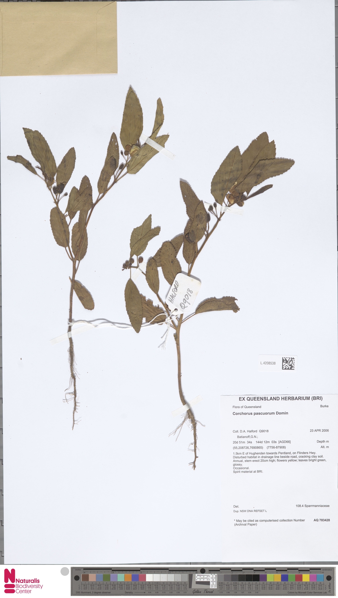 Corchorus pascuorum